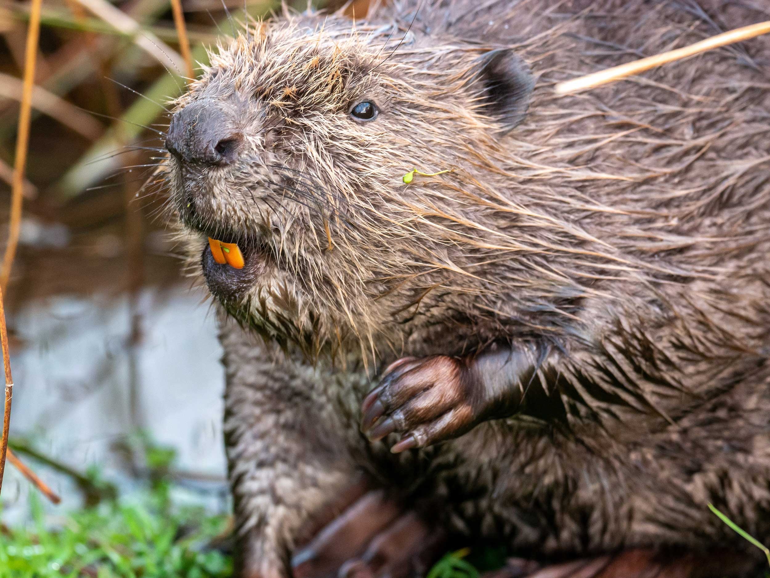 Beaver's impact, Ecosystem engineer, Nature's architect, Wetland creator, 2500x1880 HD Desktop