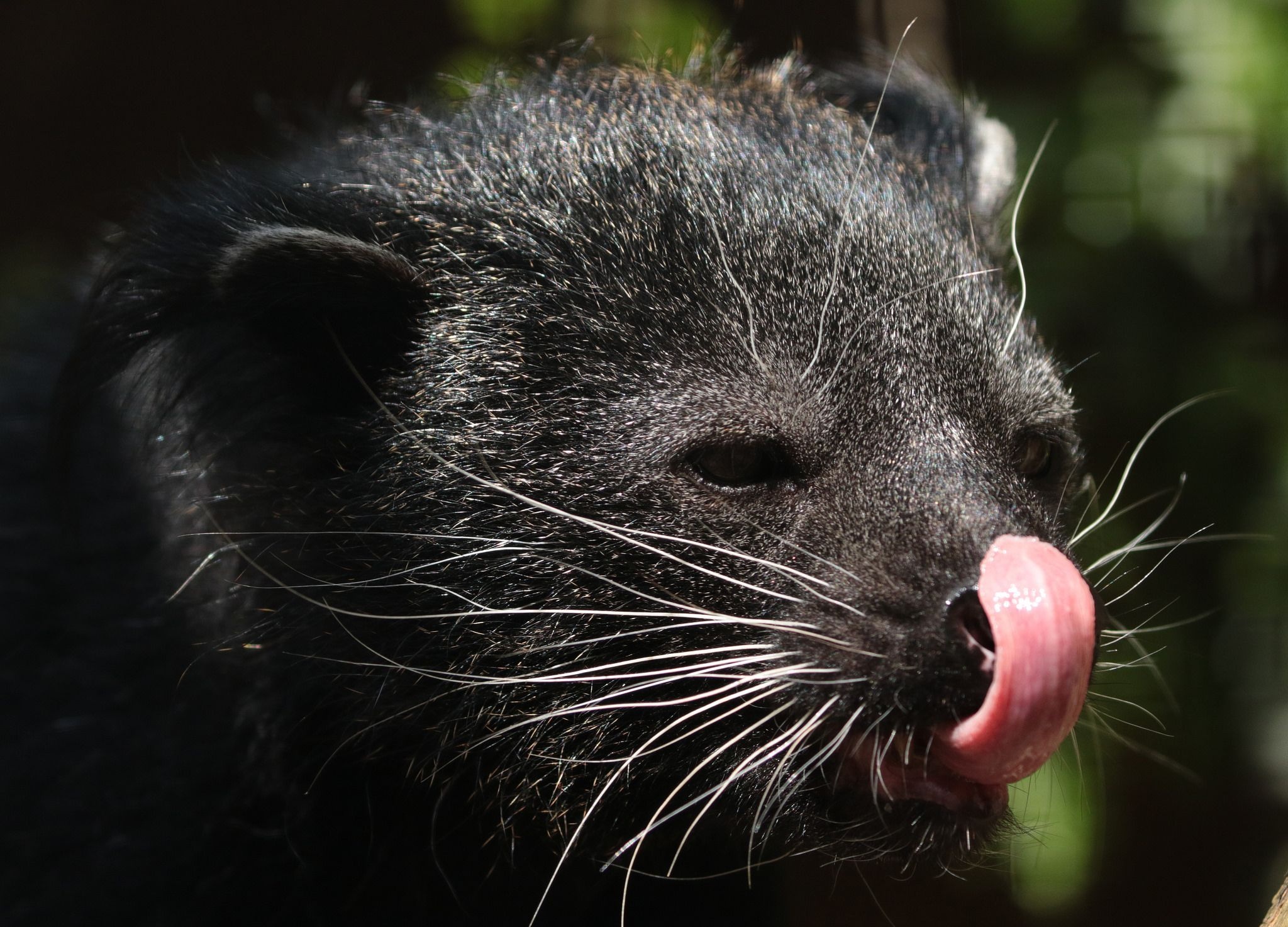 Binturong species, Bearcat nickname, Arboreal lifestyle, Prehensile tail, 2050x1480 HD Desktop