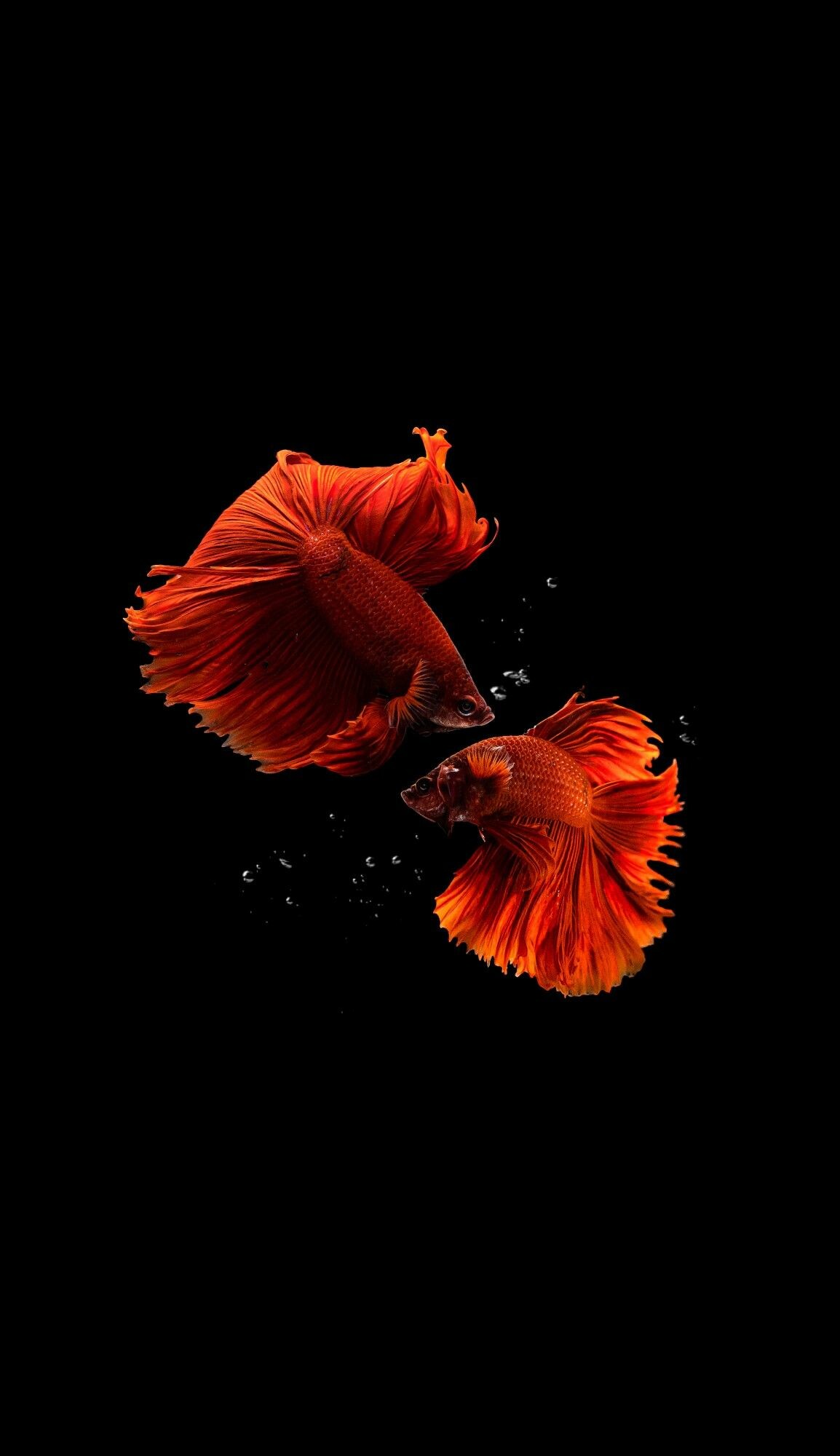 iPhone fish wallpaper, Black wallpaper, Sleek and stylish, Underwater beauty, 1160x2000 HD Phone