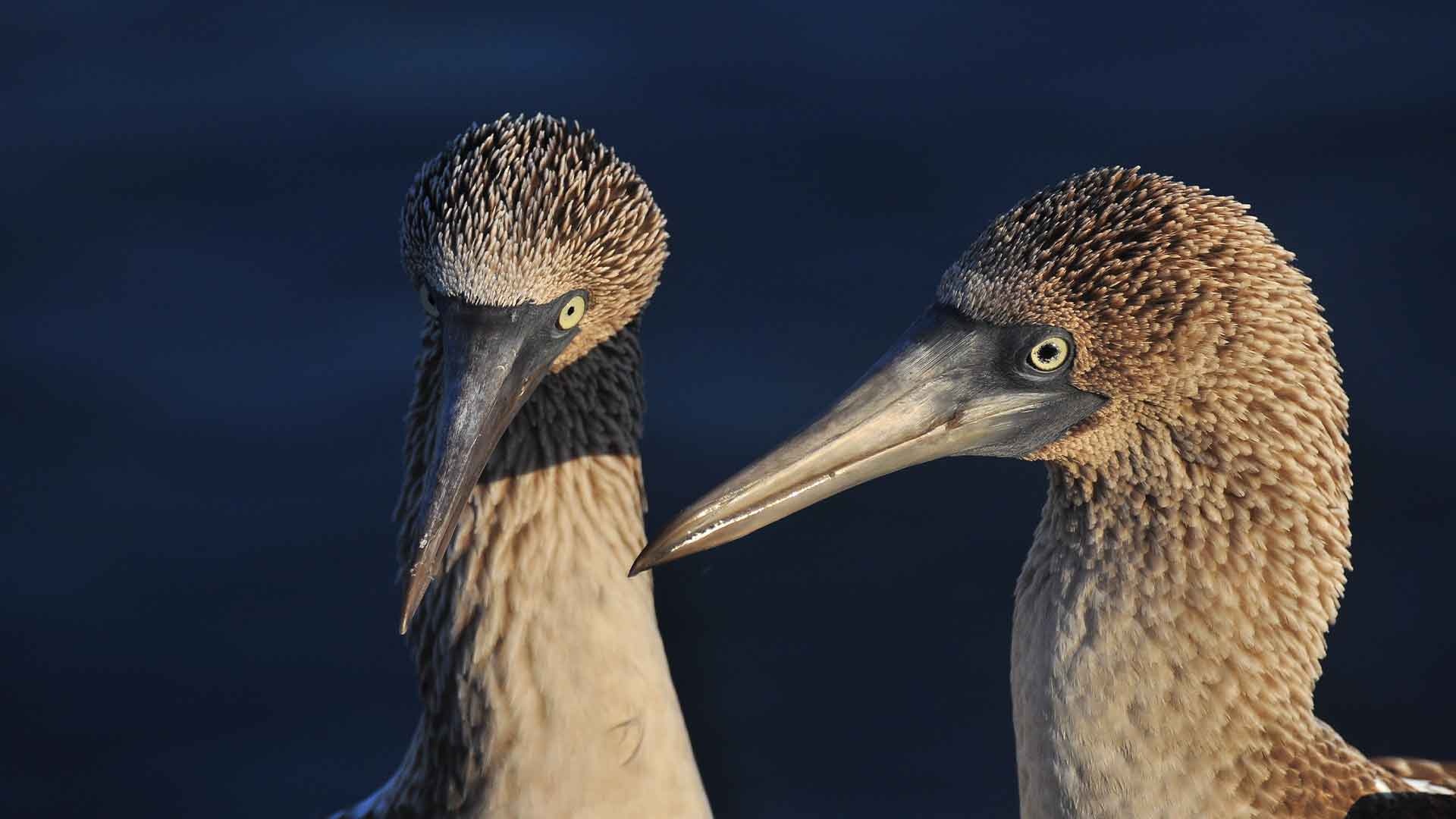 Galapagos policies, Galamazontripscenter, Booby, Travel, 1920x1080 Full HD Desktop