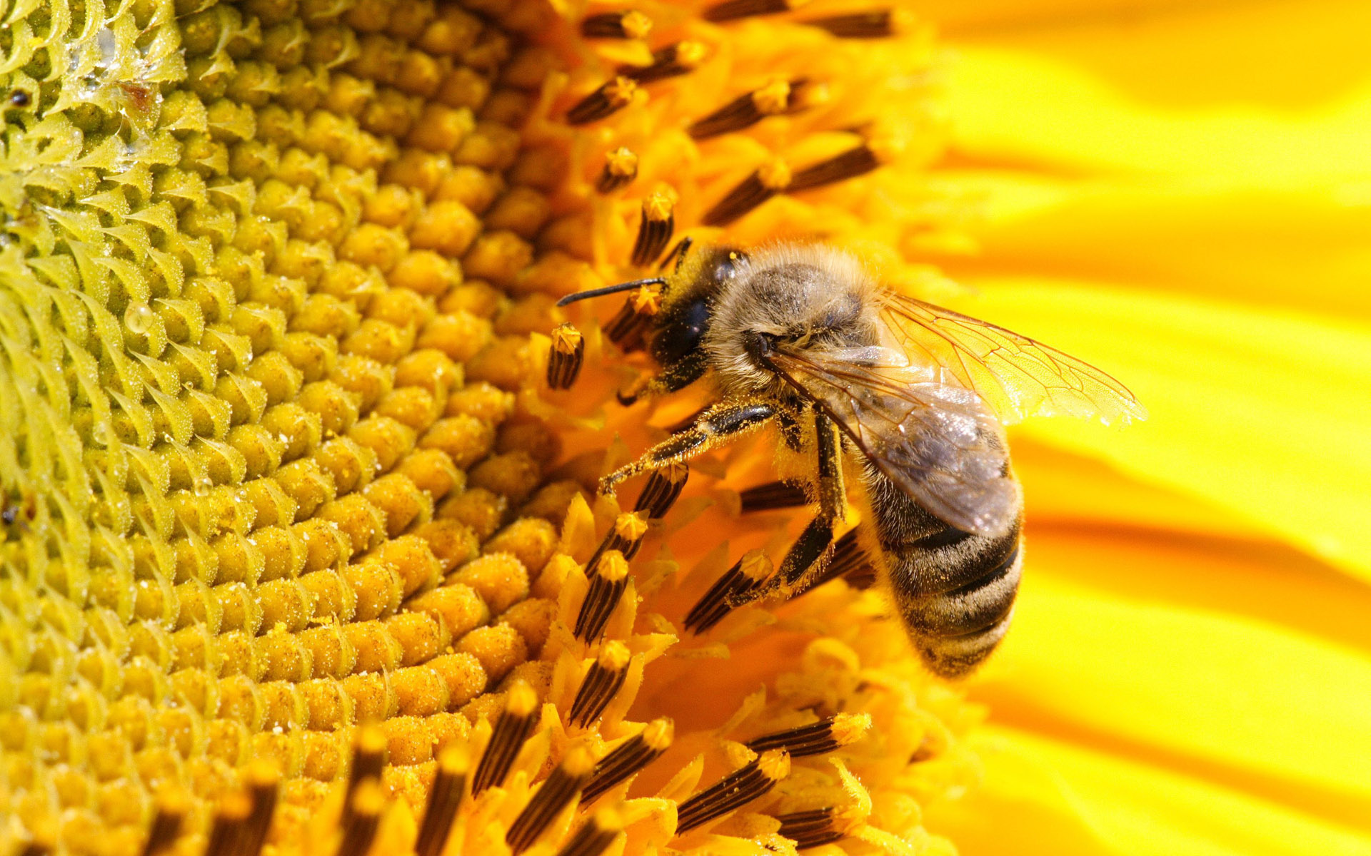 HD bee wallpaper, Detailed close-up, Nature's marvel, Visual delight, 1920x1200 HD Desktop