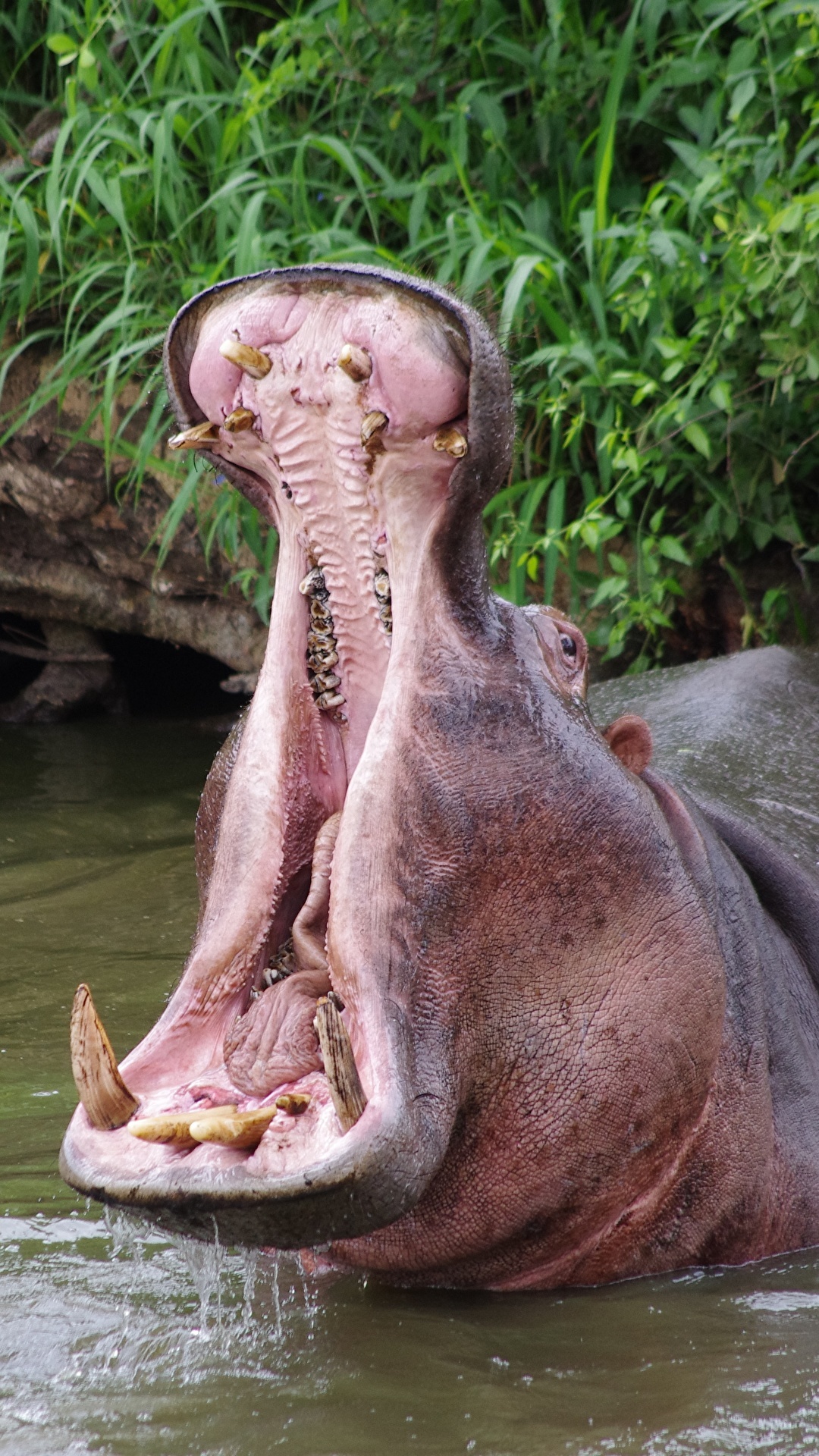 Hippopotamus, Magnificent animals, African wildlife, Incredible photographs, 1080x1920 Full HD Phone