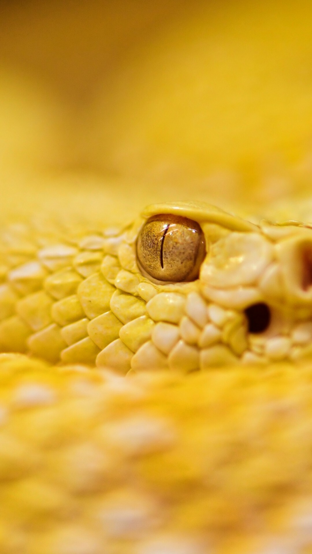 Yellow-eyed rattlesnake, Albino snake wallpaper, Reptilian rarity, Nature's peculiarity, 1080x1920 Full HD Phone