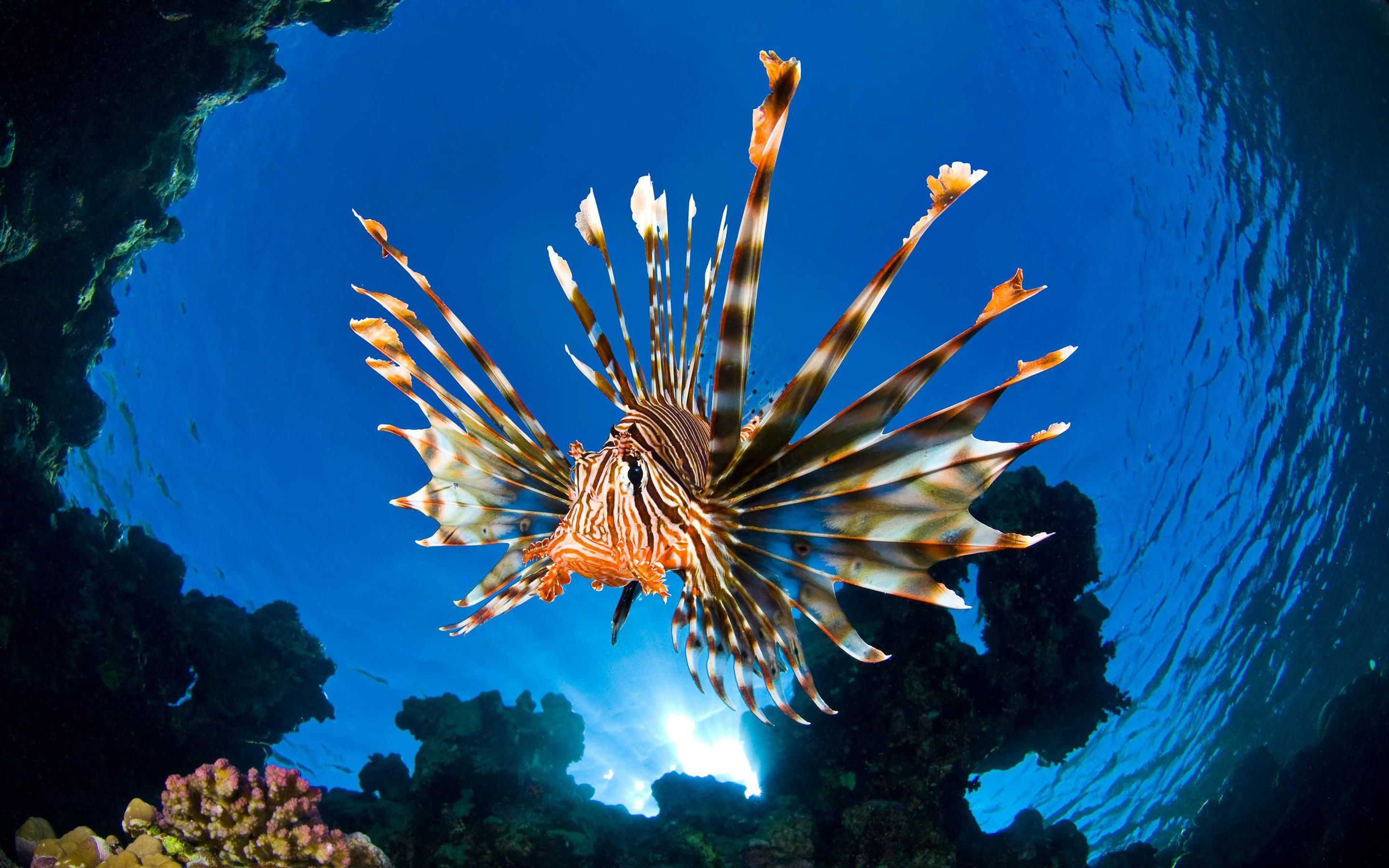 Lion fish, Sea Animals Wallpaper, 2880x1800 HD Desktop