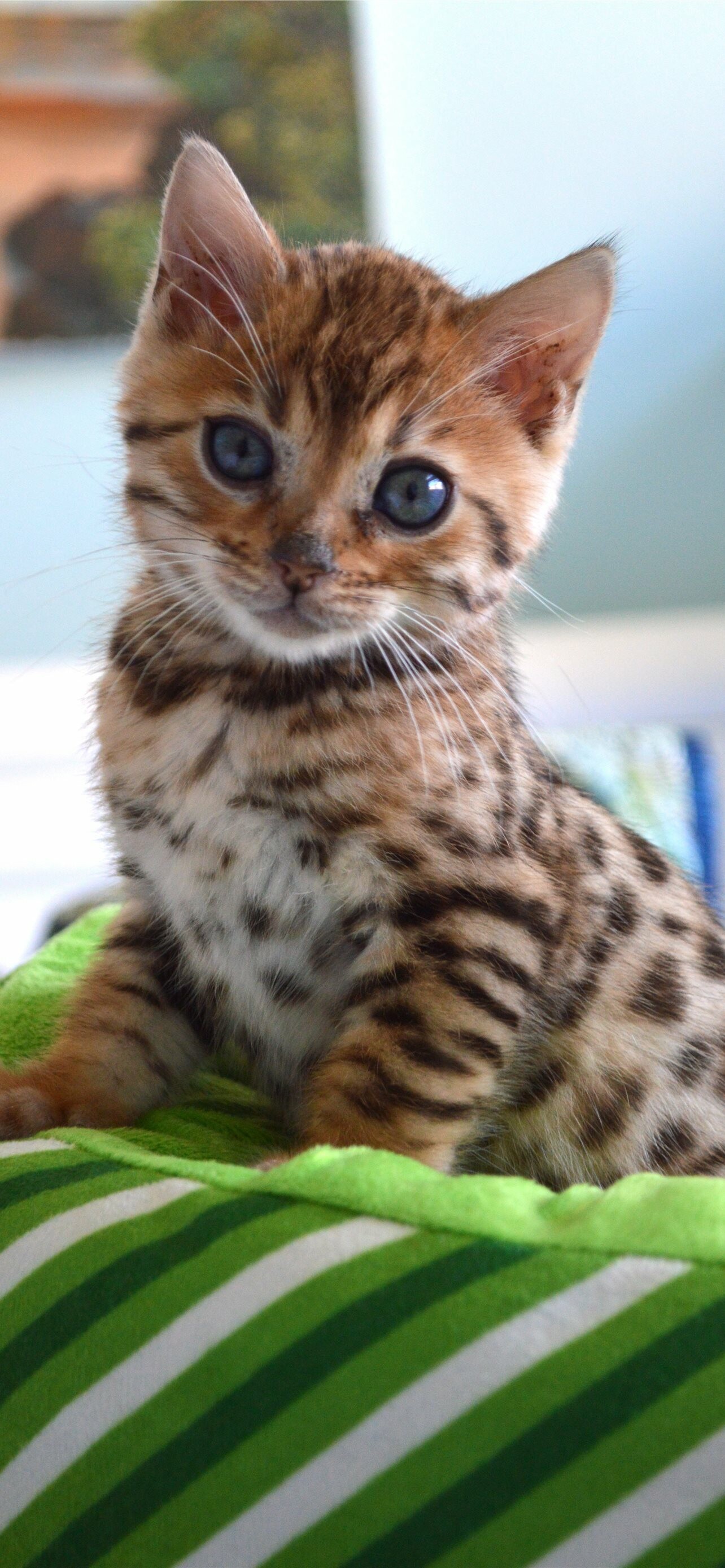 Bengal cats iPhone wallpapers, Feline grace, Majestic and wild, Elusive beauty, 1290x2780 HD Phone