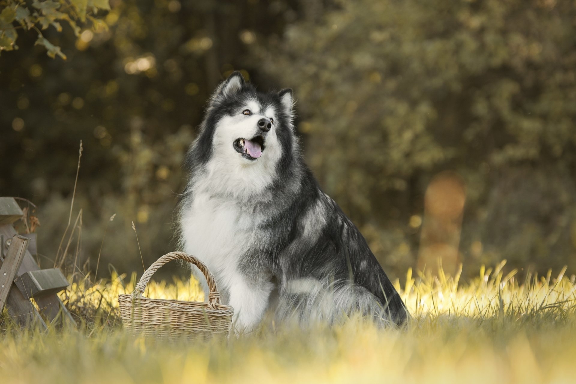 4K Alaskan Malamute wallpapers, Background images husky, Dog wallpapers, Alaskan Malamute, 1920x1280 HD Desktop