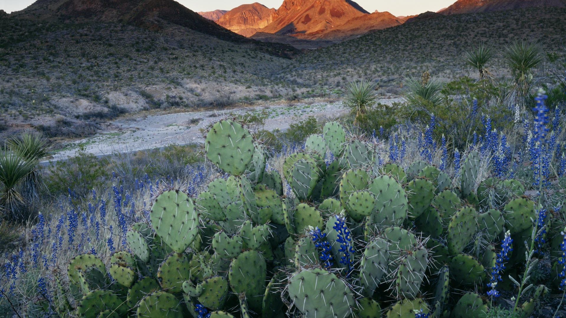 Big Bend National Park, Cactus Wallpaper, 1920x1080 Full HD Desktop