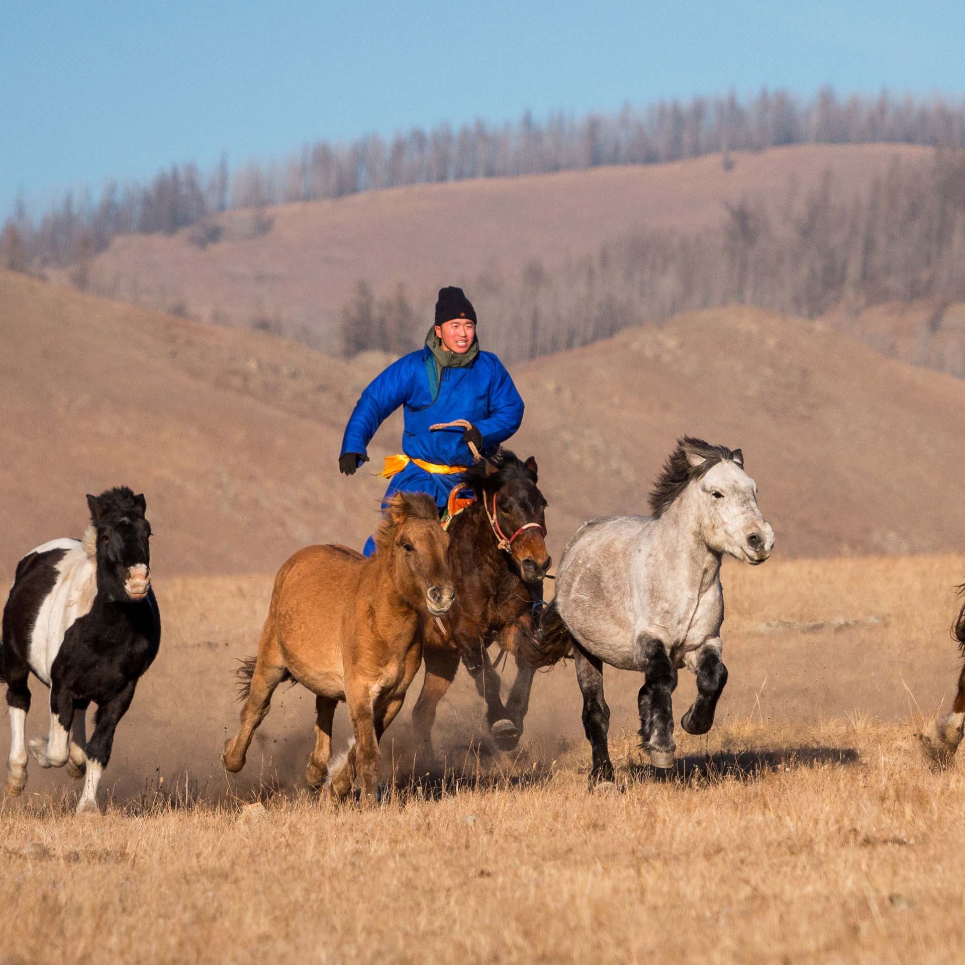 Mongolia, Fall 2022, Nomadism and geopolitics, Study abroad, 1920x1920 HD Phone