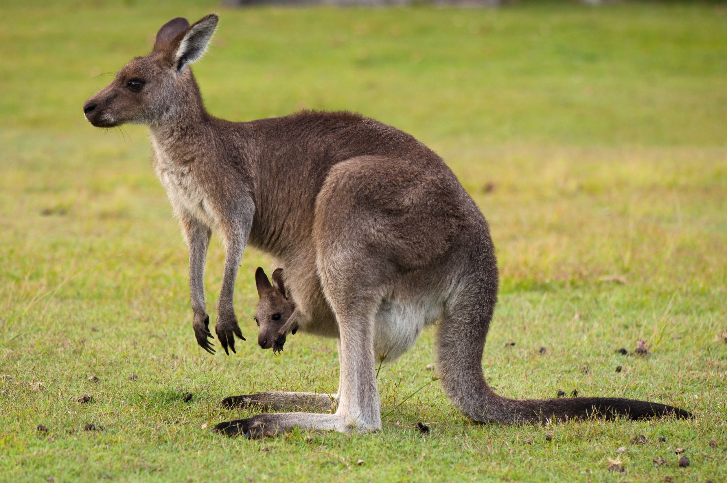 Mother and baby, Kangaroos Wallpaper, 2520x1670 HD Desktop