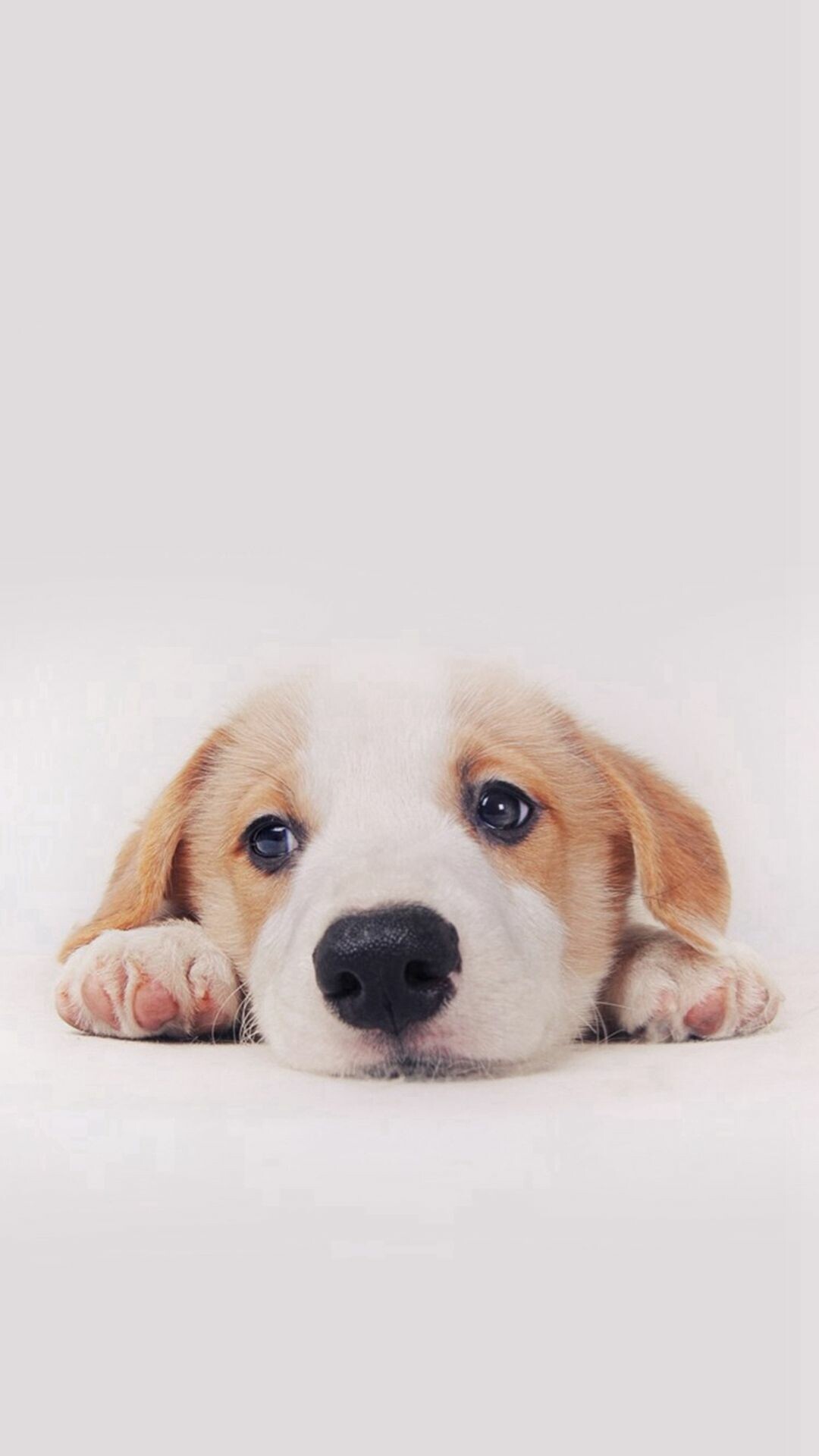 Adorable puppy, Cute animal, iPhone wallpaper, Cute puppy, 1080x1920 Full HD Phone