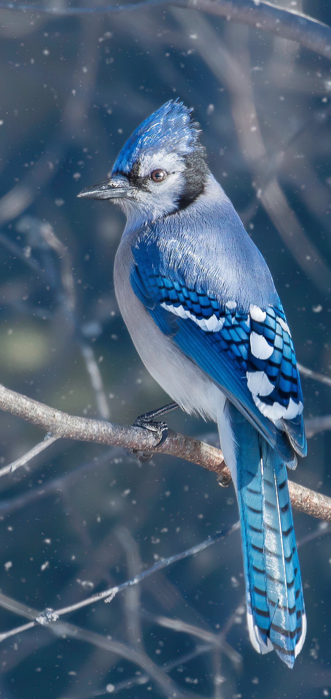 Blue jay bird, 4K wallpapers images, 1080x2280 HD Phone