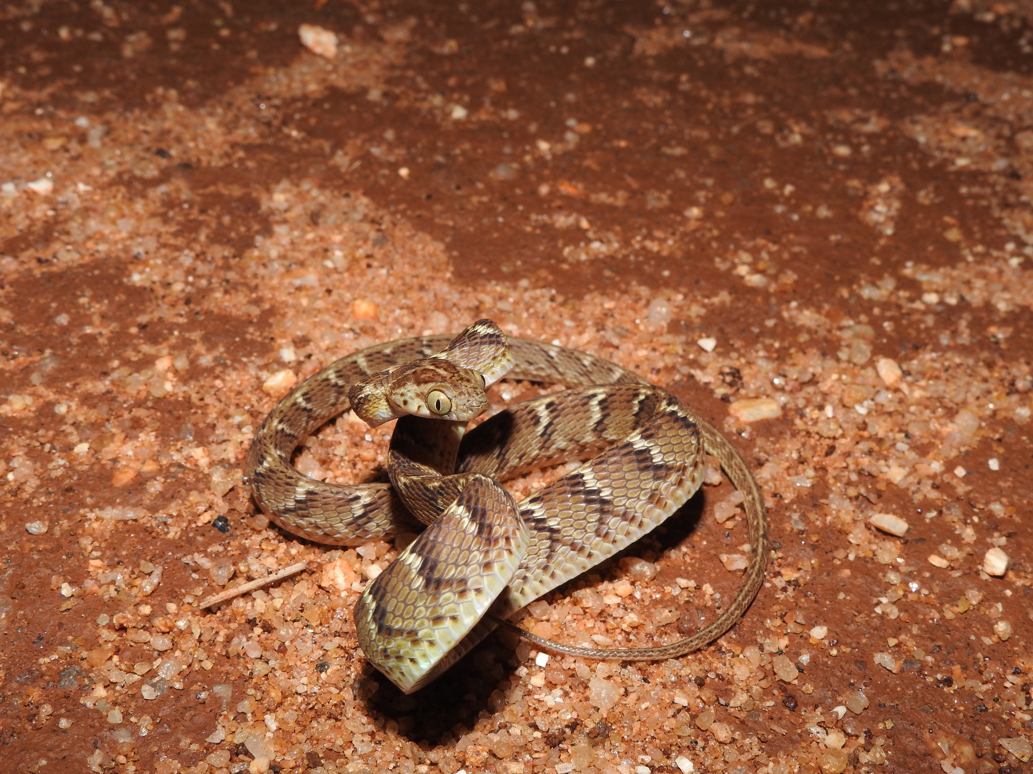 Boiga, Common cat snake, Inaturalist photos, Reptile sightings, 2050x1540 HD Desktop