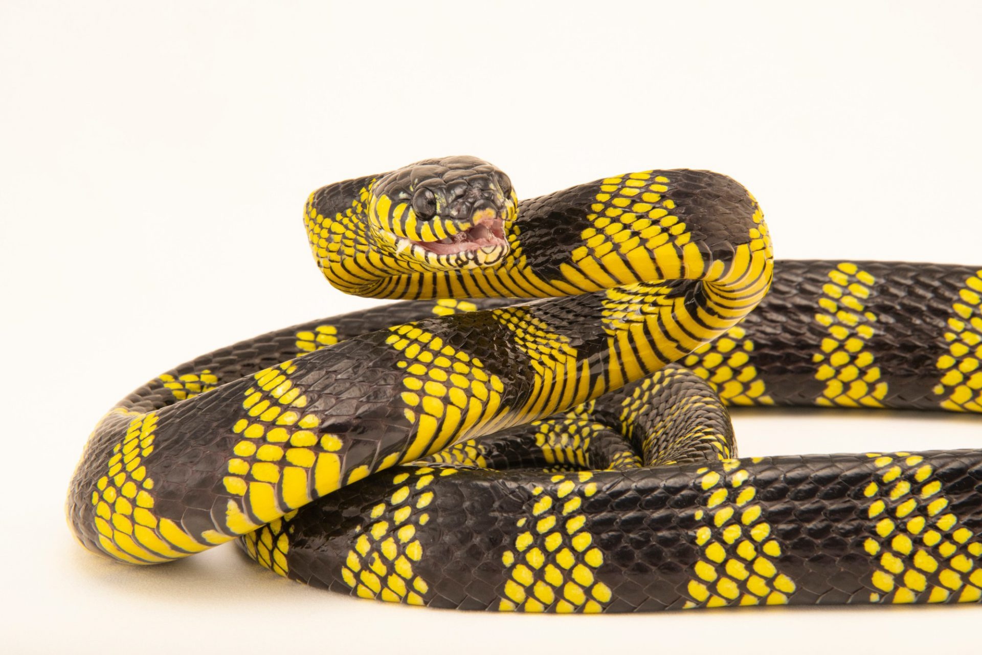 Boiga snake, Joel Sartore, Wildlife photographer, Reptile portraits, 1920x1280 HD Desktop