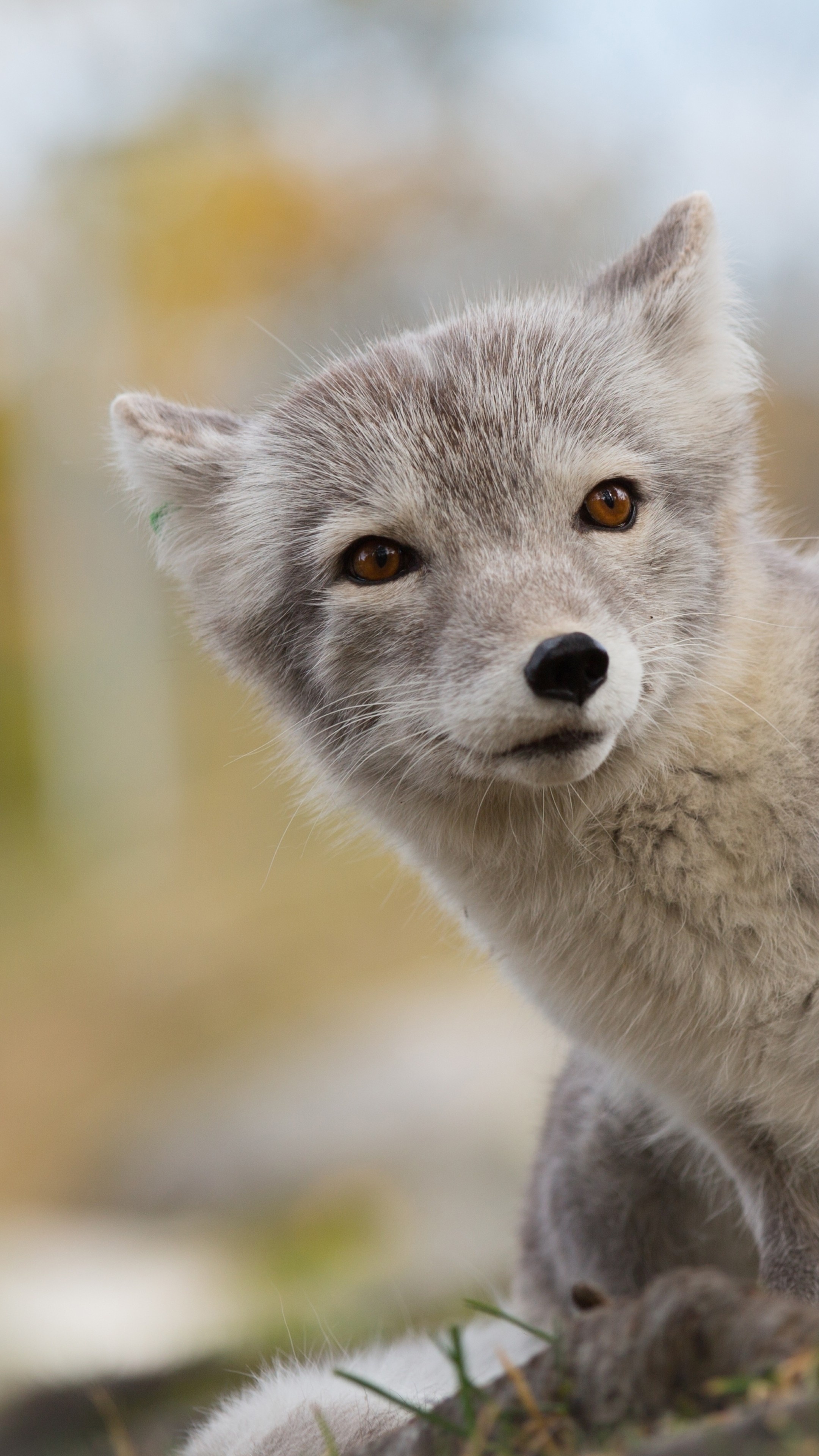 Arctic fox, Wild Animals Wallpaper, 2160x3840 4K Phone