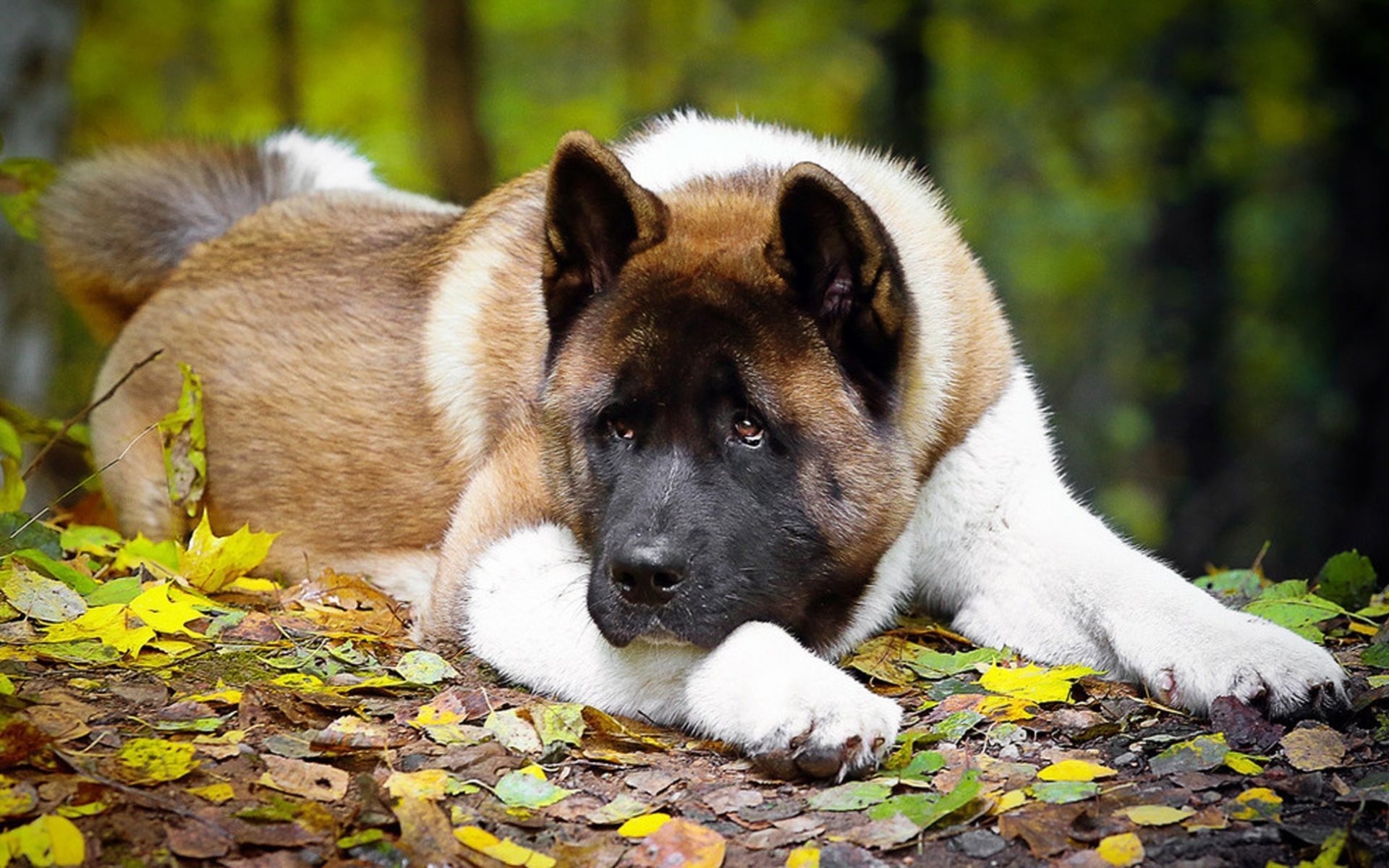 Autumn dog wallpapers, American Akita, Big dog display, High-quality desktop background, 1920x1200 HD Desktop