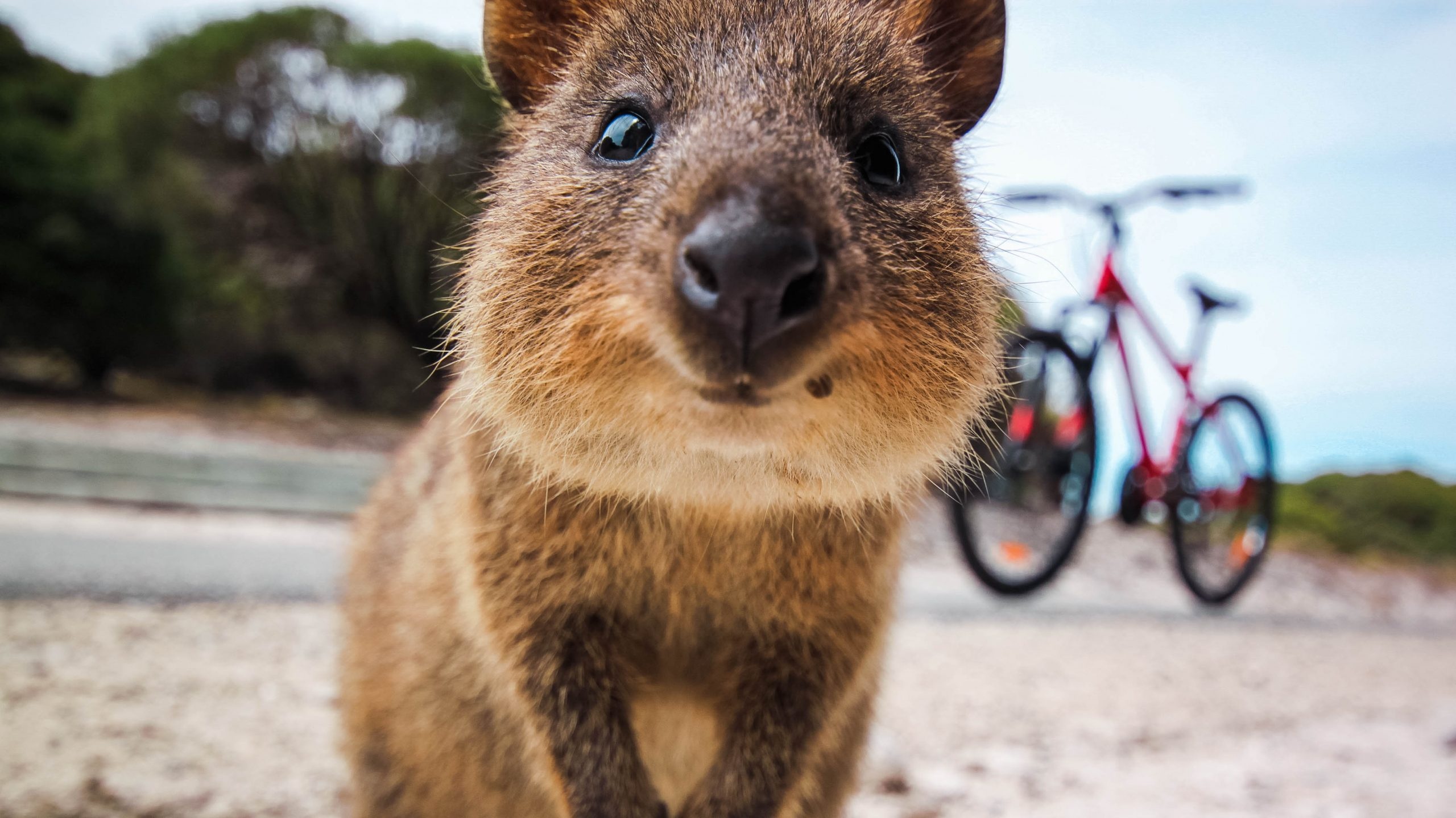 Close-up, Quokka Wallpaper, 2560x1440 HD Desktop