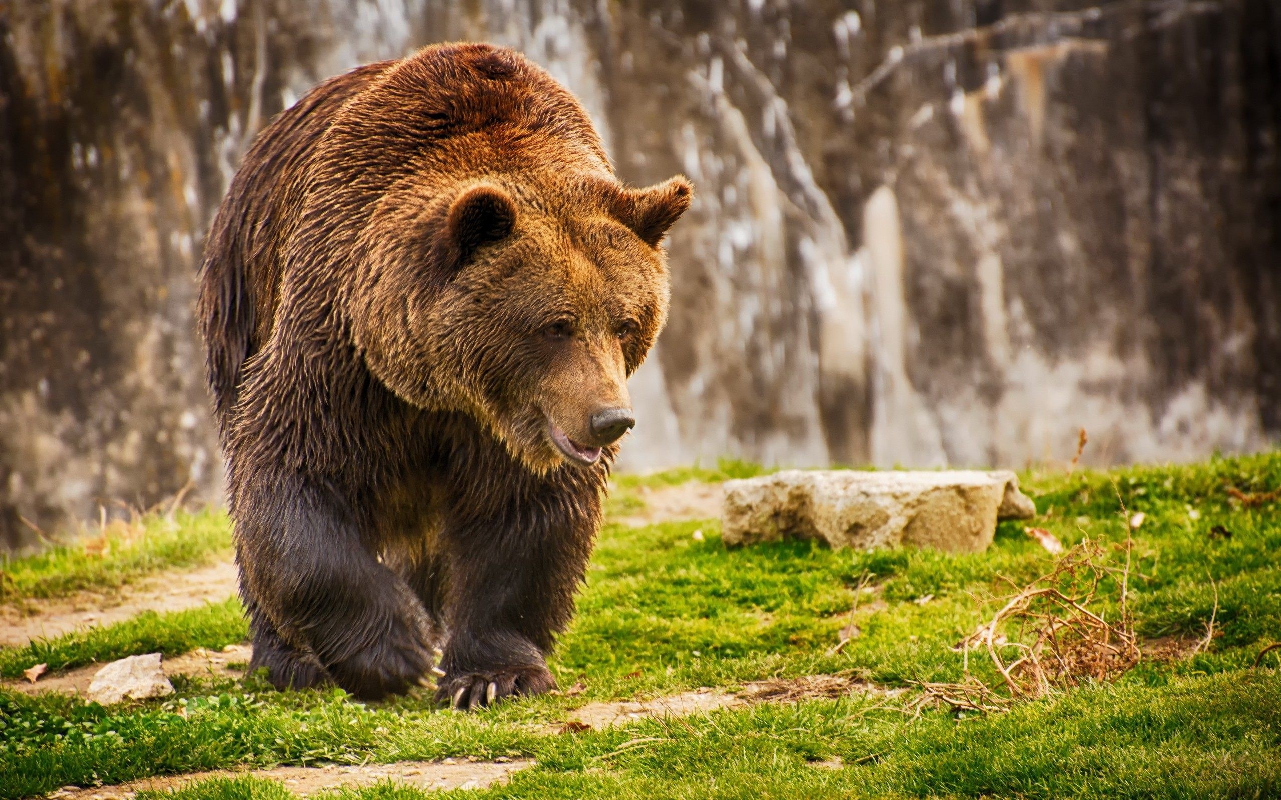 Grizzly Bear, 4k bear wallpapers, 4k bear backgrounds, 2560x1600 HD Desktop