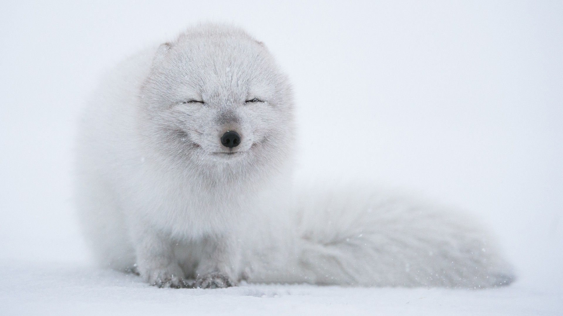 Arctic fox 4K image, Stunning fur coat, Arctic wilderness, Winter adaptation, 1920x1080 Full HD Desktop