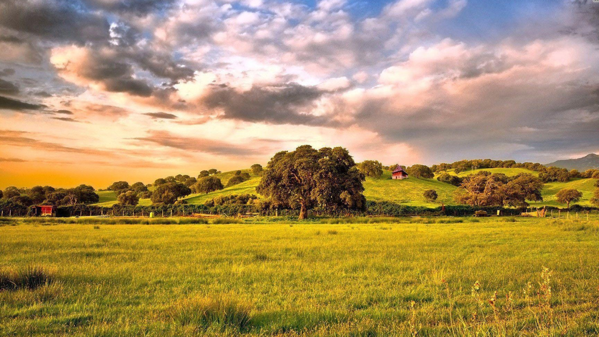 Oak Tree, Oak wallpaper, Nature beauty, Tree landscapes, 1920x1080 Full HD Desktop