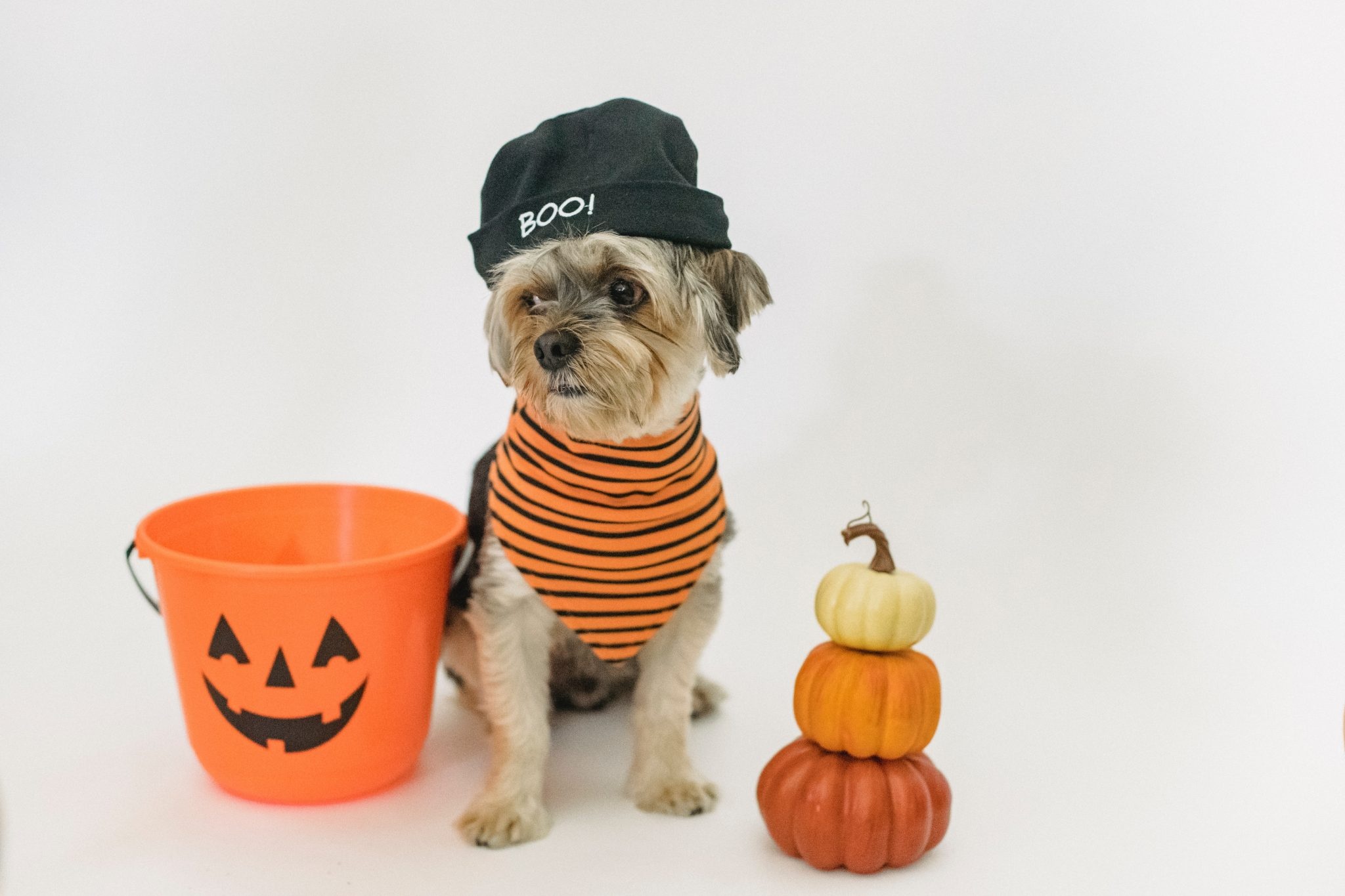 Halloween Pets, Pet costumes, Halloween planning, Paw-some party, 2050x1370 HD Desktop