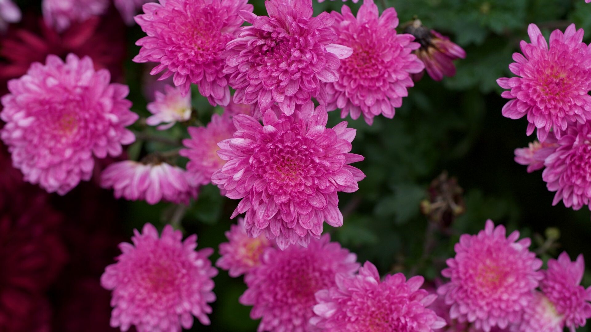 Nature's chrysanthemums, Stunning flower collection, Versatile floral beauty, Vibrant blooms, 1920x1080 Full HD Desktop