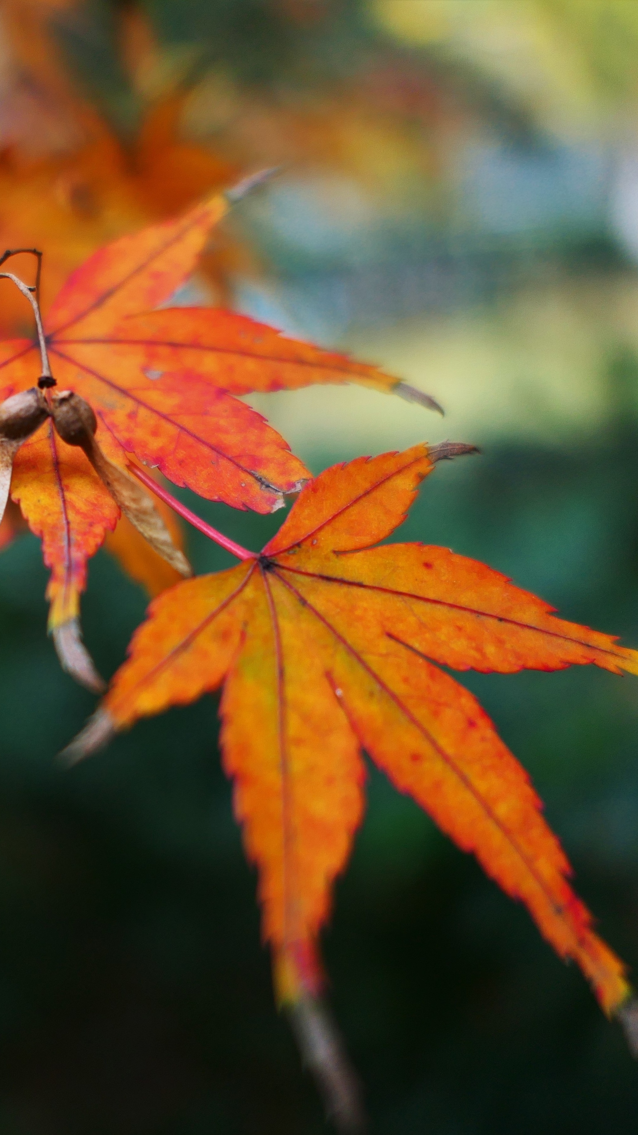 Fall leaf, Maple Tree Wallpaper, 2160x3840 4K Phone