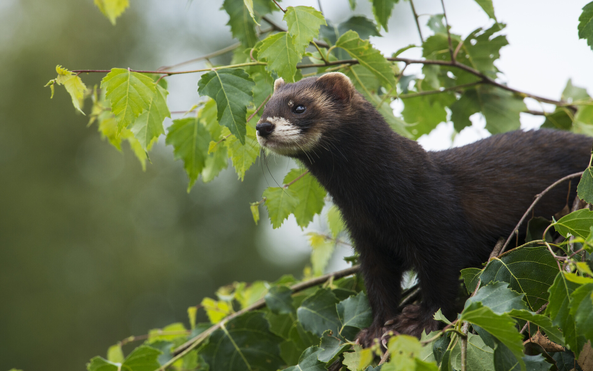 Ferret cuteness overload, Adorable face, Furry friend, Irresistible charm, 1920x1200 HD Desktop