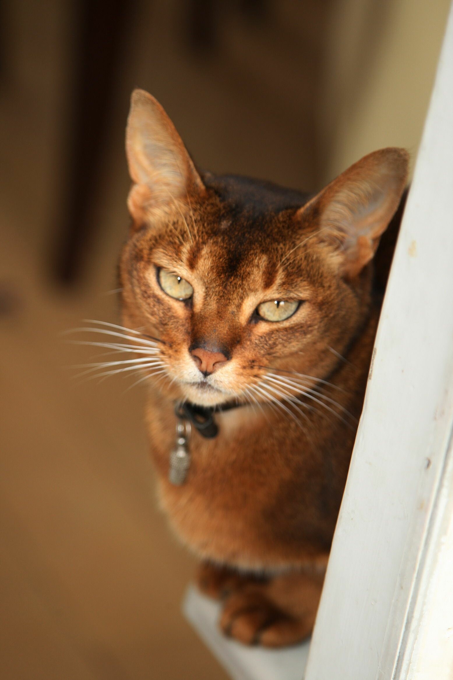 Ruddy, Abyssinian Wallpaper, 1560x2340 HD Phone