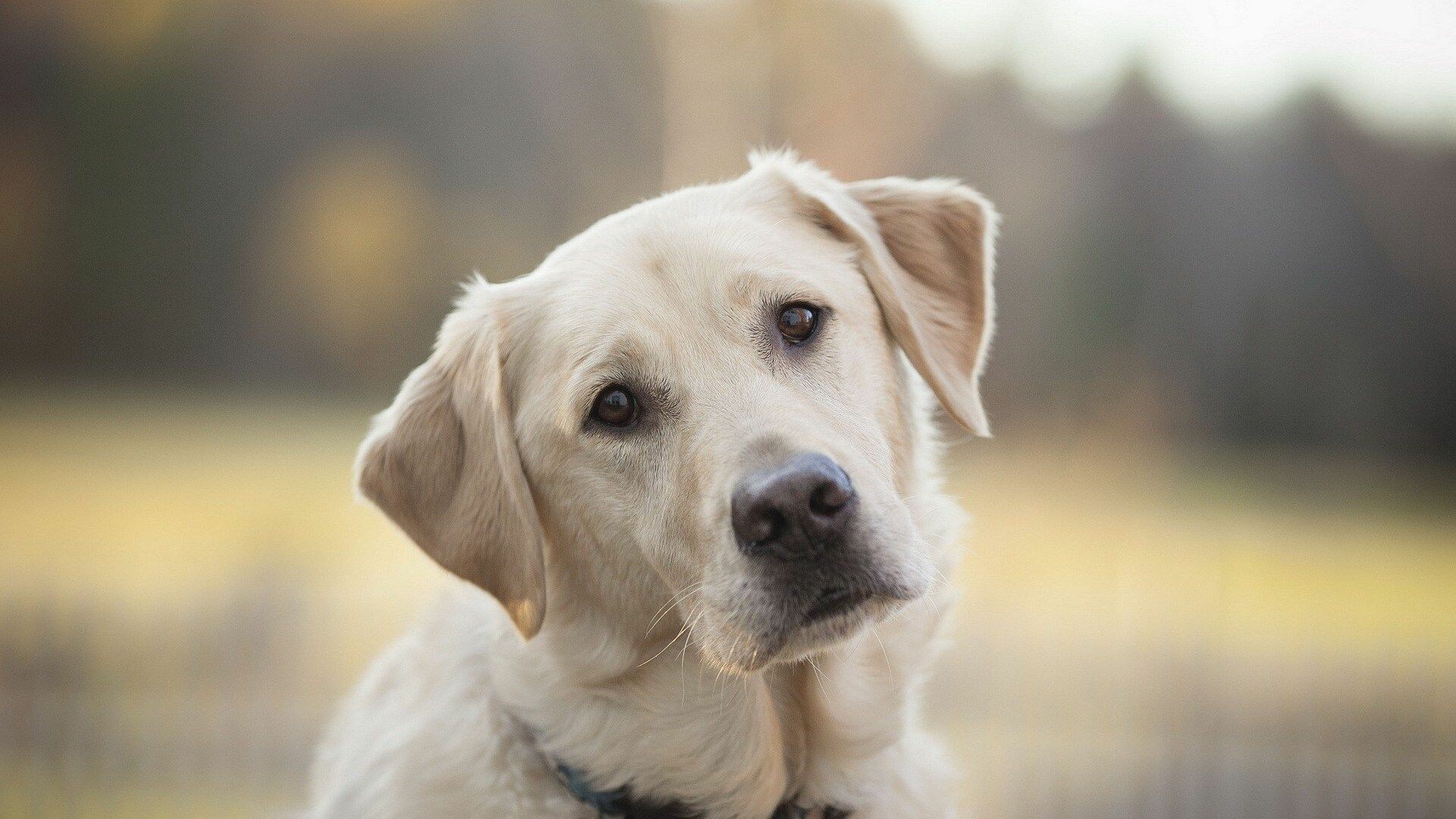 Labrador retriever wallpapers, Top free Labrador retriever backgrounds, Friendly and sociable, Beloved family pet, 1920x1080 Full HD Desktop