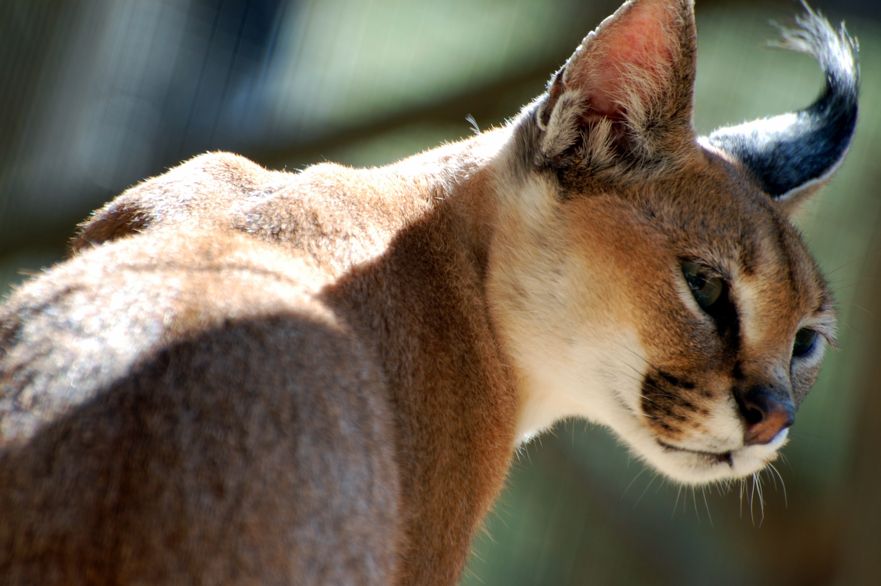 Captivating caracal, Breathtaking wallpapers, Impressive visuals, Stunning backgrounds, 3010x2000 HD Desktop