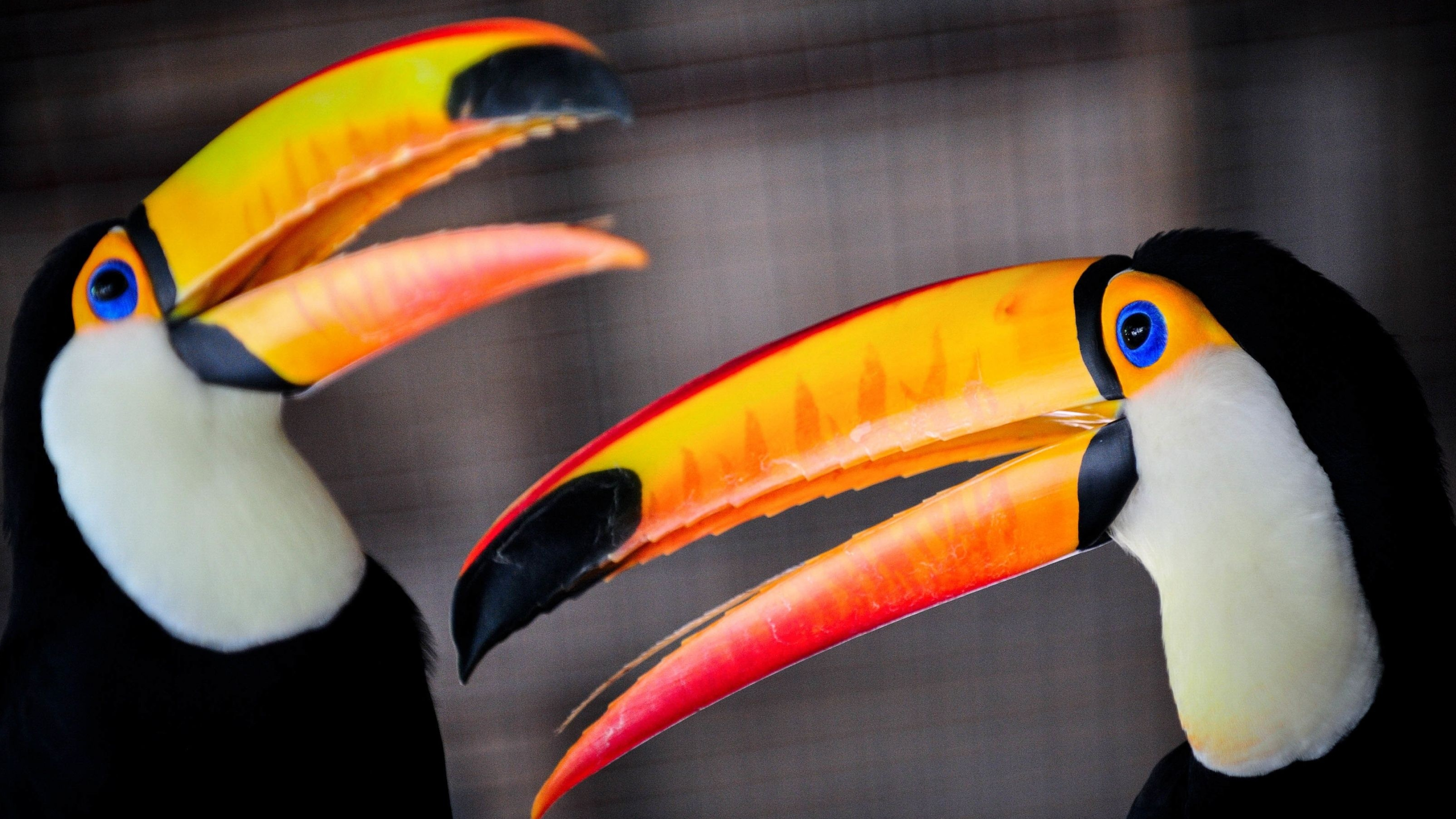 Couple, Toucans Wallpaper, 3560x2000 HD Desktop