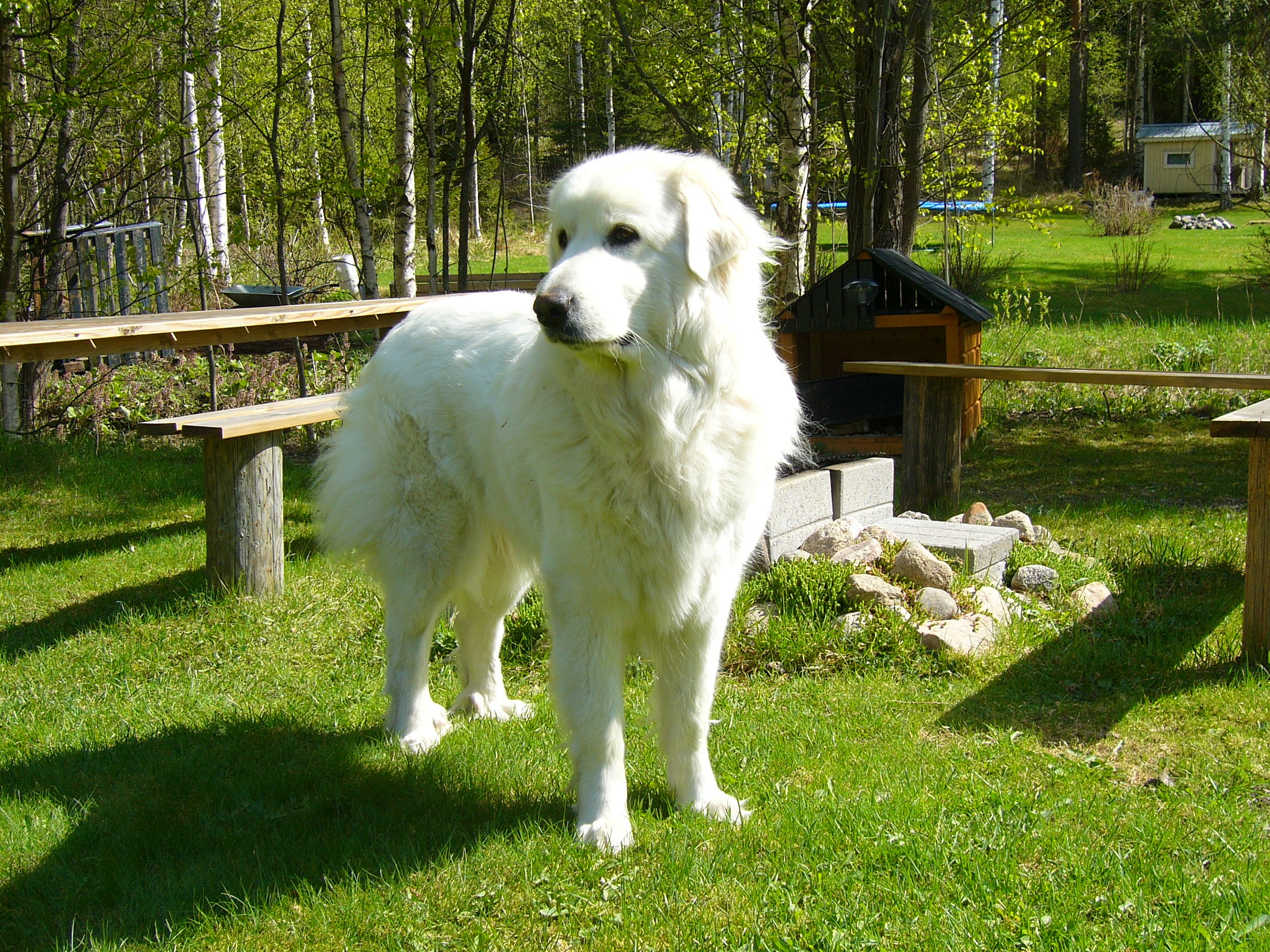 Great pyrenees, Portrait, White pyrenean, Mastiff, 2310x1730 HD Desktop