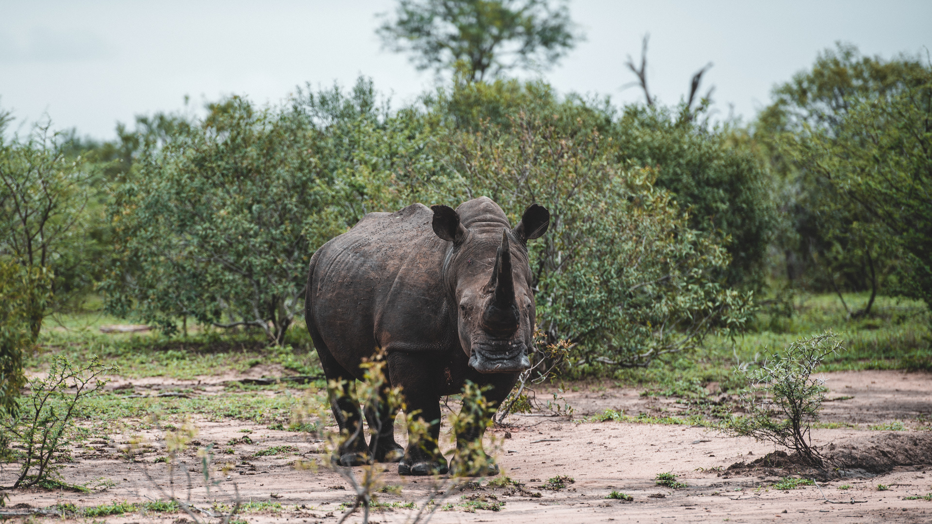 Eswatini travels, Rhino paradise, Kingdom of Eswatini, Capreoli round, 1920x1080 Full HD Desktop