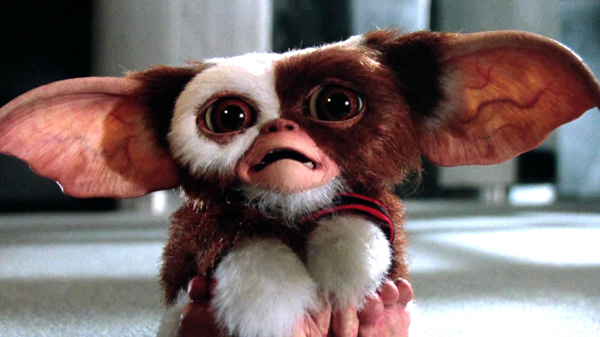 Gizmo, Gremlins, Wallpaper, 1920x1080 Full HD Desktop