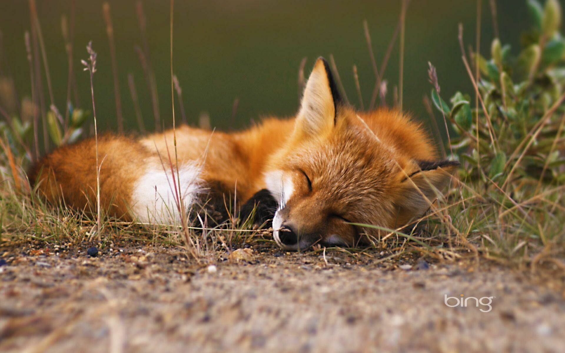 Cute red fox, Adorable and endearing, Irresistibly charming, Wholesome cuteness, 1920x1200 HD Desktop