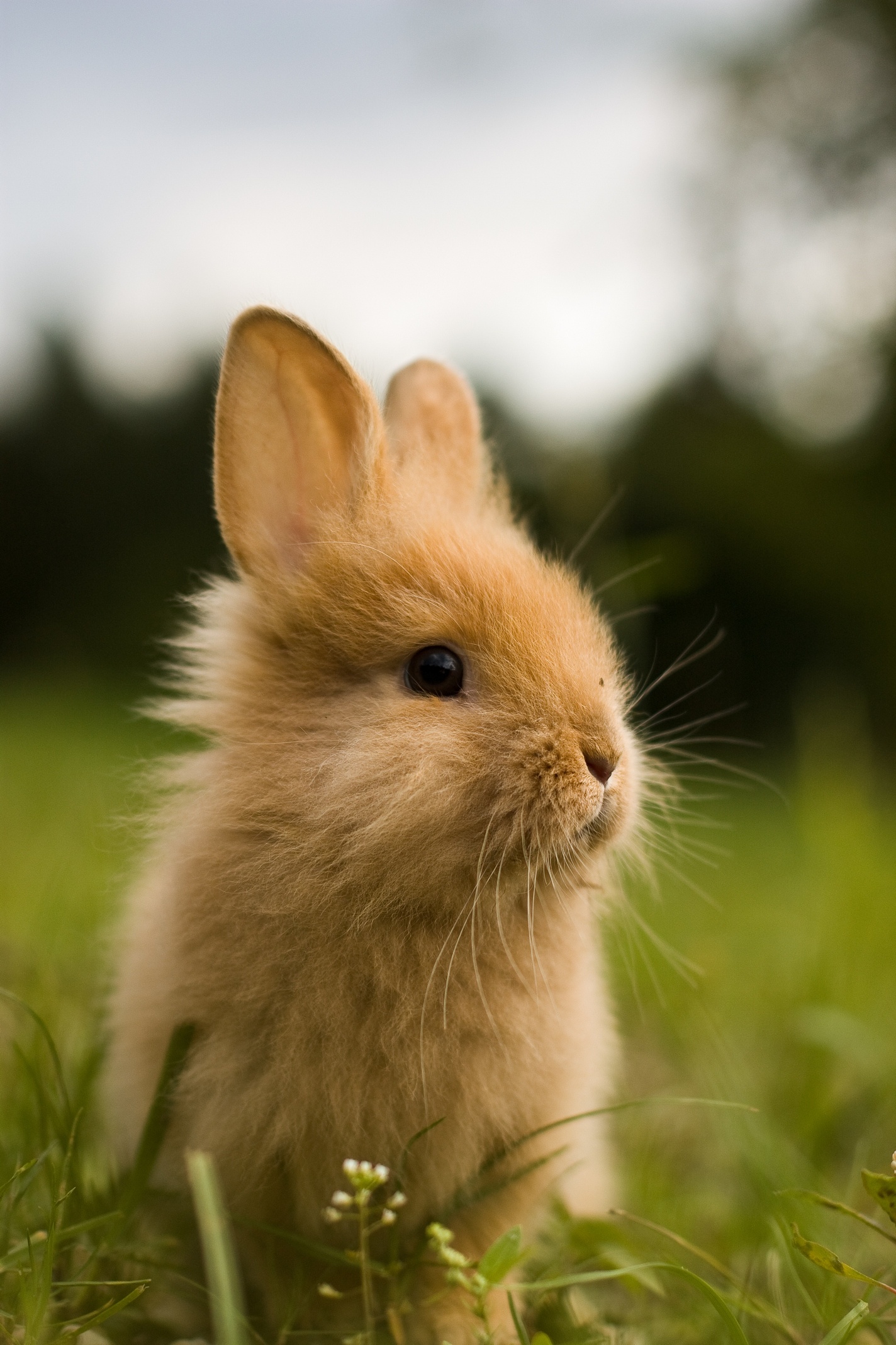 Mobile HD rabbit, Bunny delight, Adorable backgrounds, Free wallpapers, 1430x2140 HD Phone