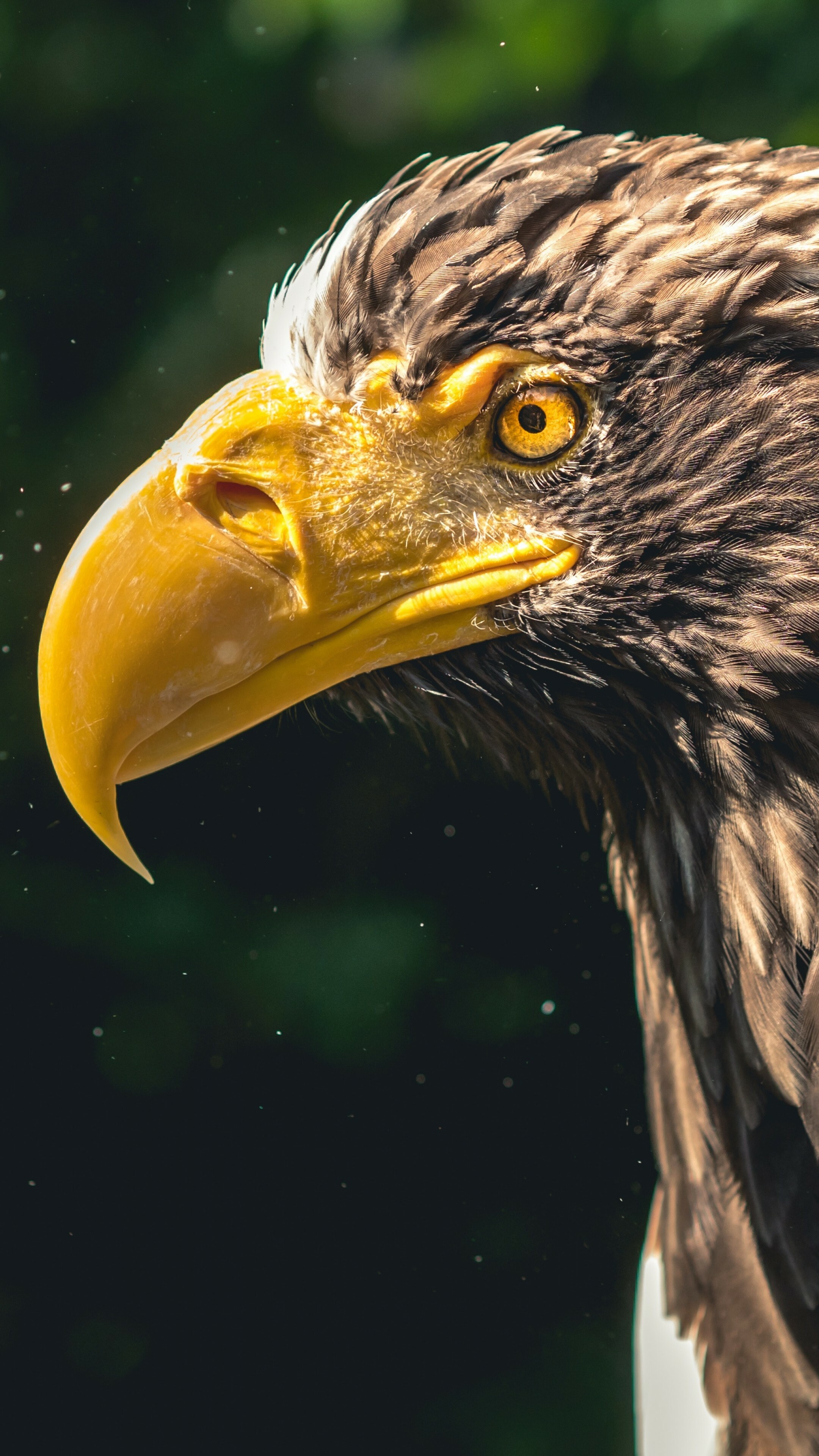 Eagle beak, Eagles Wallpaper, 2160x3840 4K Phone