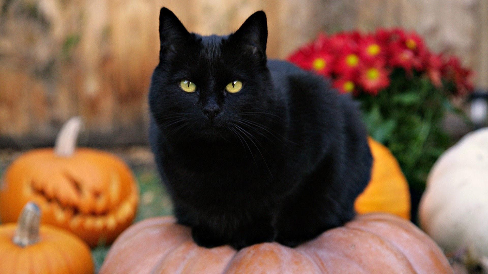 Cat and pumpkins, Halloween Cats Wallpaper, 1920x1080 Full HD Desktop