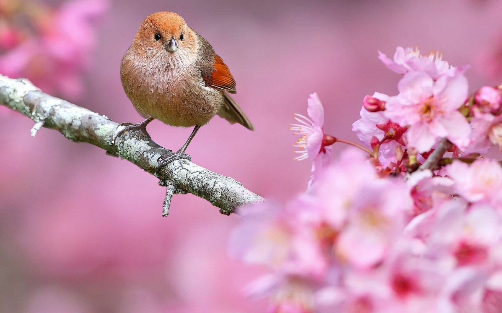 Small bird in a spring tree wallpaper, Graceful avian presence, Blossoming nature, Vibrant foliage, 1920x1200 HD Desktop