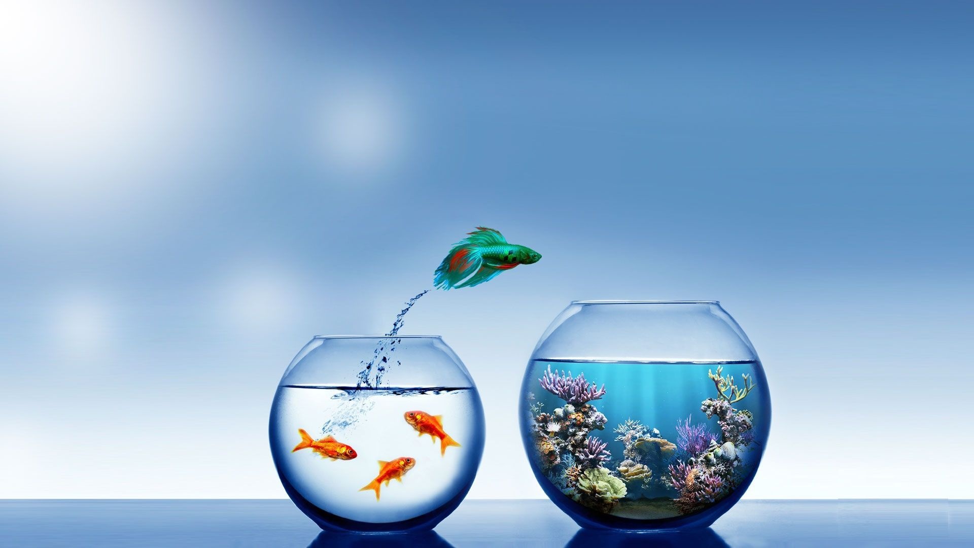 Fish jump, Fishbowl Wallpaper, 1920x1080 Full HD Desktop