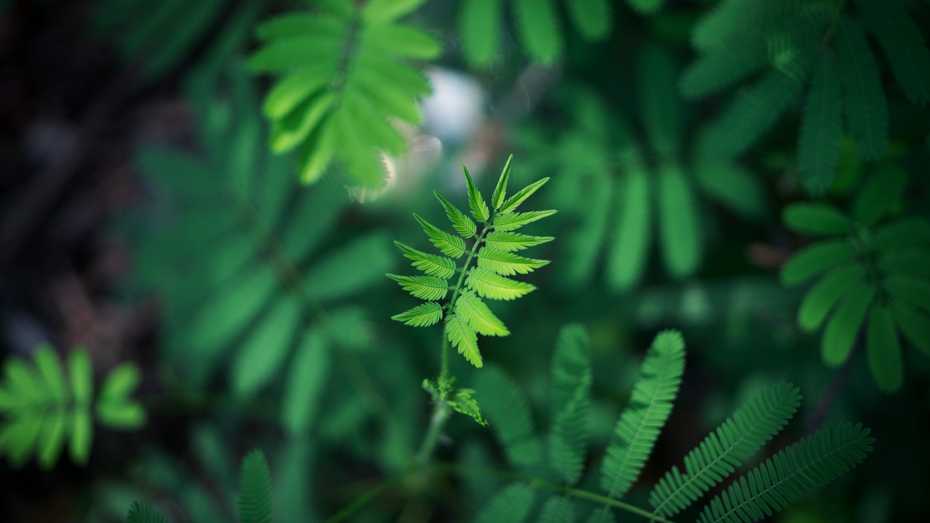 Blurred image, Green leaf, Ultra HD, HD wallpaper, 3840x2160 4K Desktop