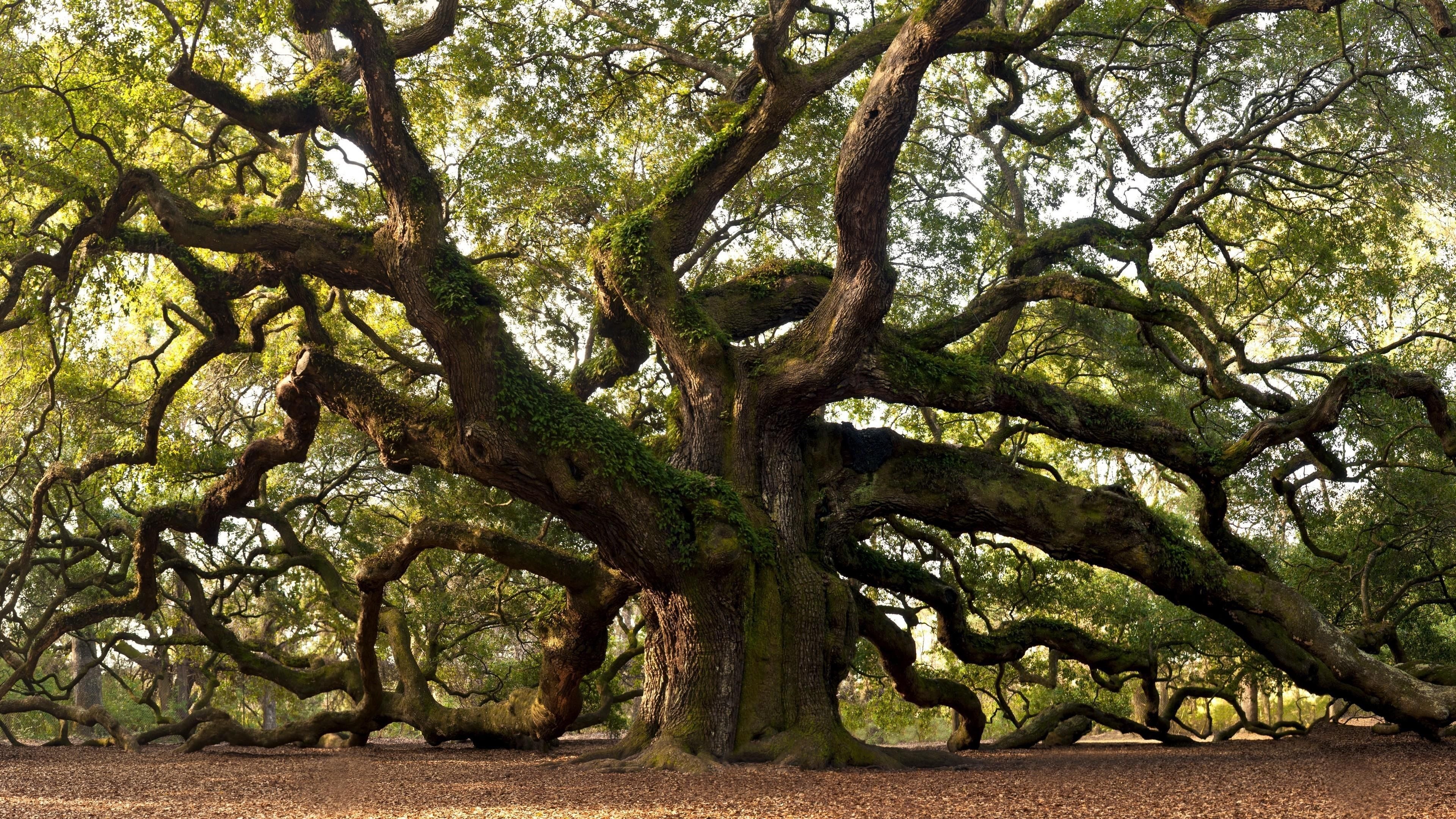 Ancient Tree Wallpapers, Yew Tree, 3840x2160 4K Desktop