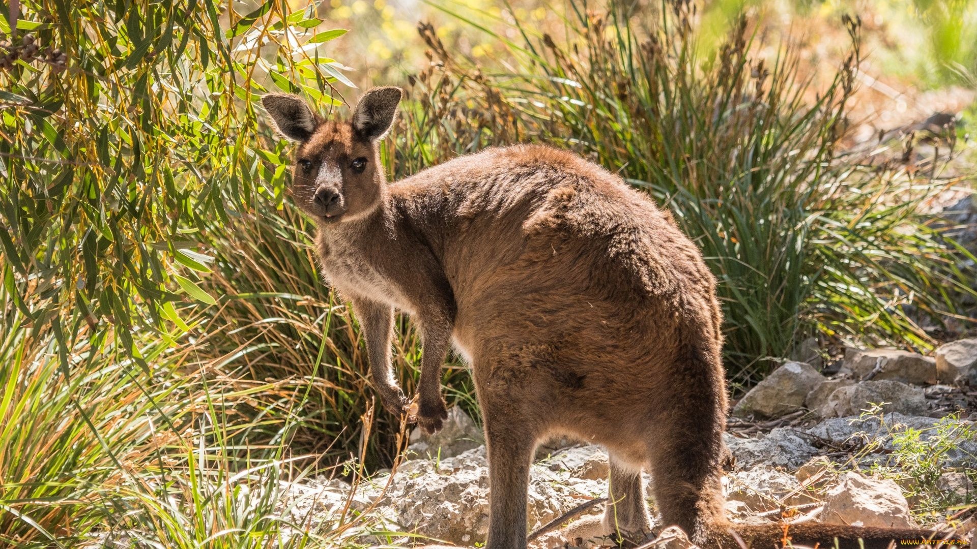 Kangaroo (Animals), Kangaroo wallpapers, Desktop backgrounds, Captivating visuals, 1920x1080 Full HD Desktop