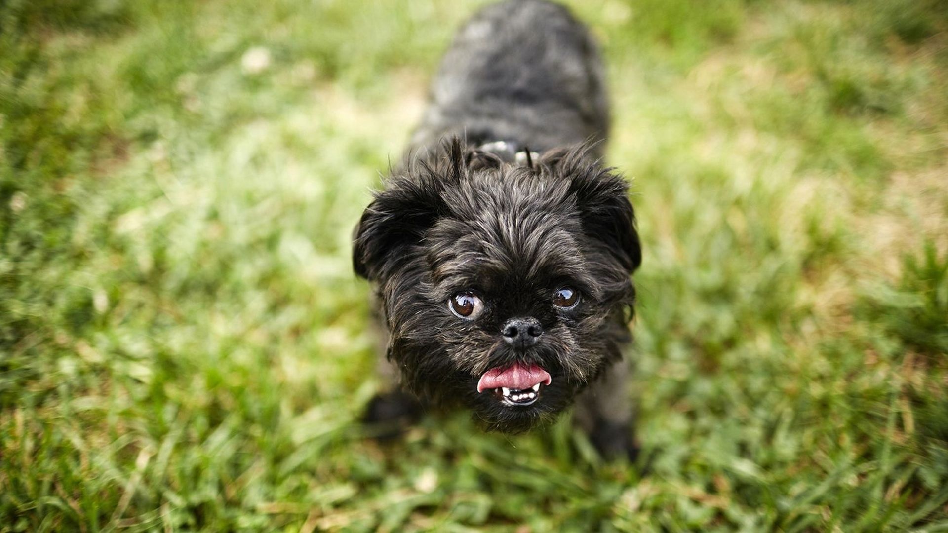 Brussels Griffon, Dog breeds, Working dogs, Canine history, 1920x1080 Full HD Desktop