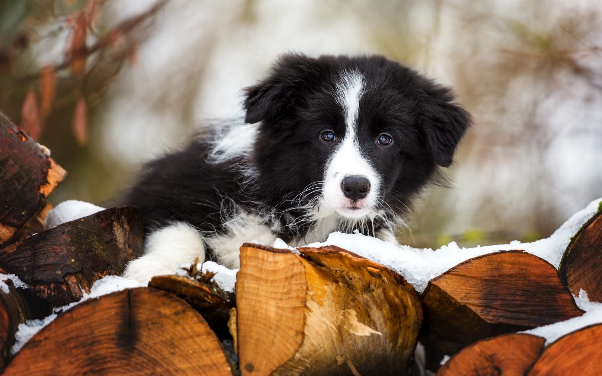 Border Collie, Small fluffy puppy, Winter snow, Pets, 1920x1200 HD Desktop