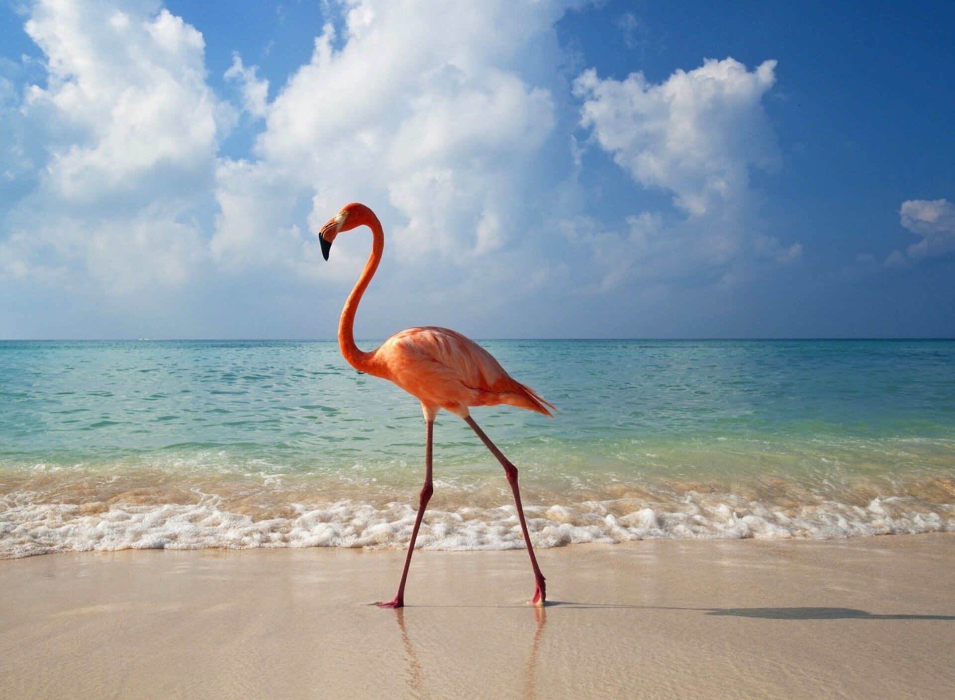 Beach, Flamingos Wallpaper, 1920x1410 HD Desktop