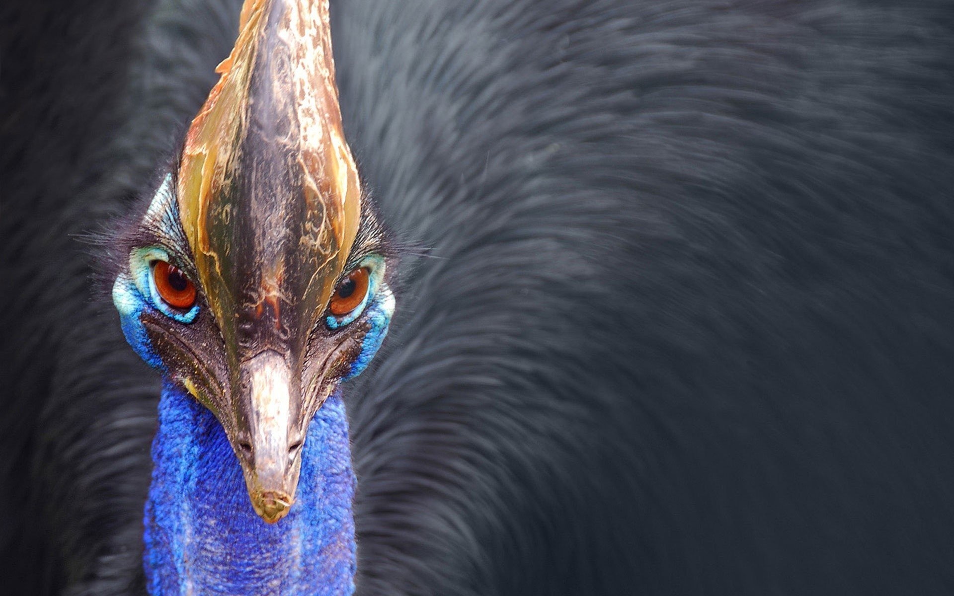 Cassowary, Red eyes, HD wallpapers, Striking beauty, 1920x1200 HD Desktop