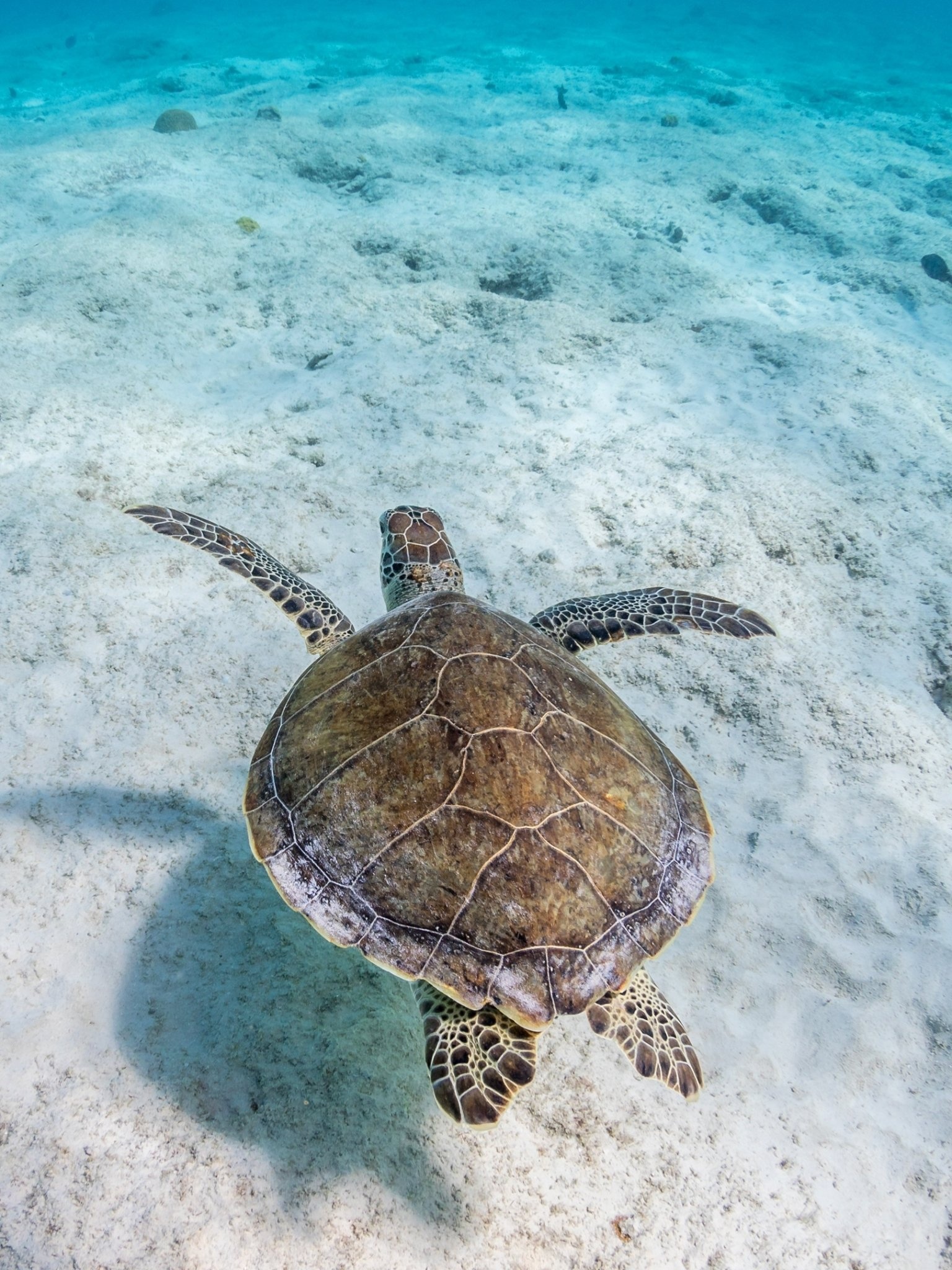 Captivating creature, Majestic turtle, Nature's marvel, Animal wonder, 1540x2050 HD Phone