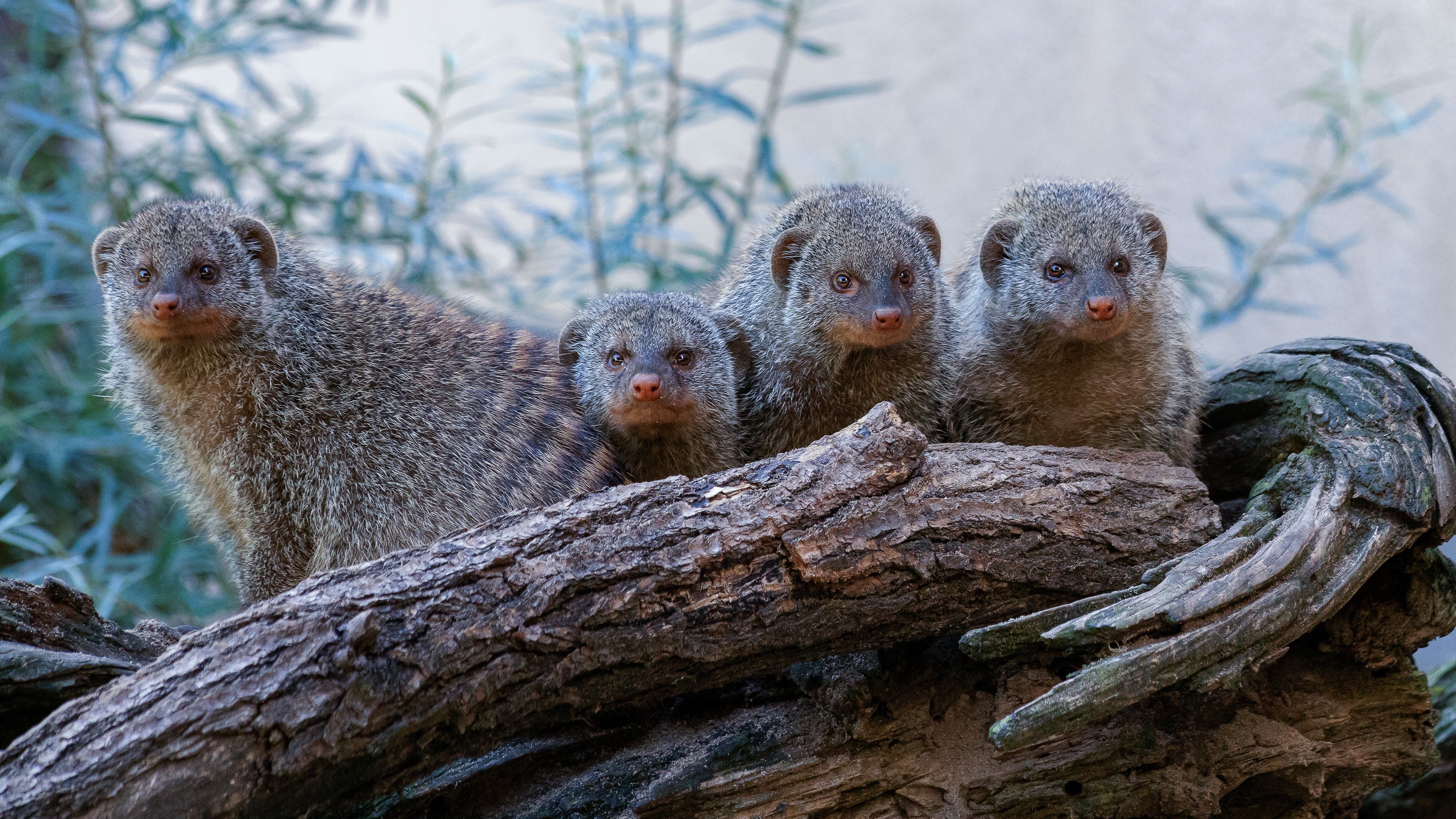 4k mongoose wallpapers, Wildlife wonders, Nature's perfection, Breathtaking visuals, 3840x2160 4K Desktop