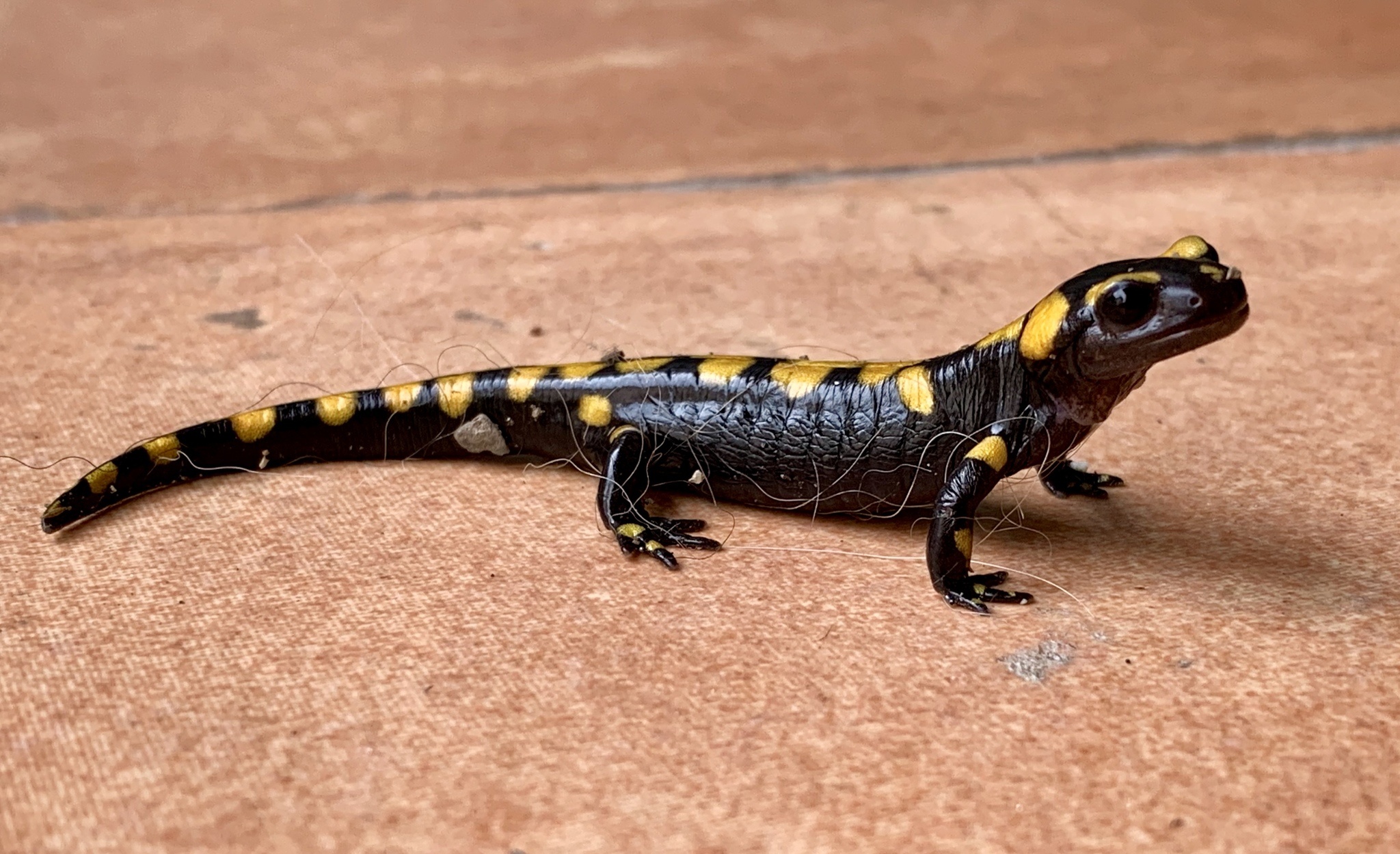 Fire salamander in its habitat, Captivating wildlife images, Inaturalist's reptile collection, Nature's wonders, 2050x1250 HD Desktop